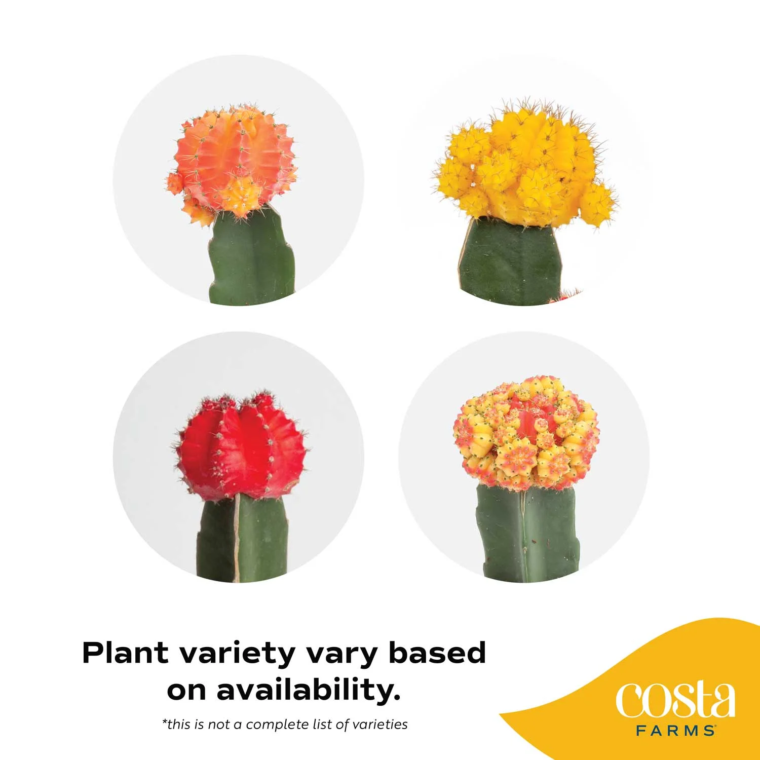 Cactus; Bright, Direct Sunlight Plant in 4in. Grower Pot, 3-Pack