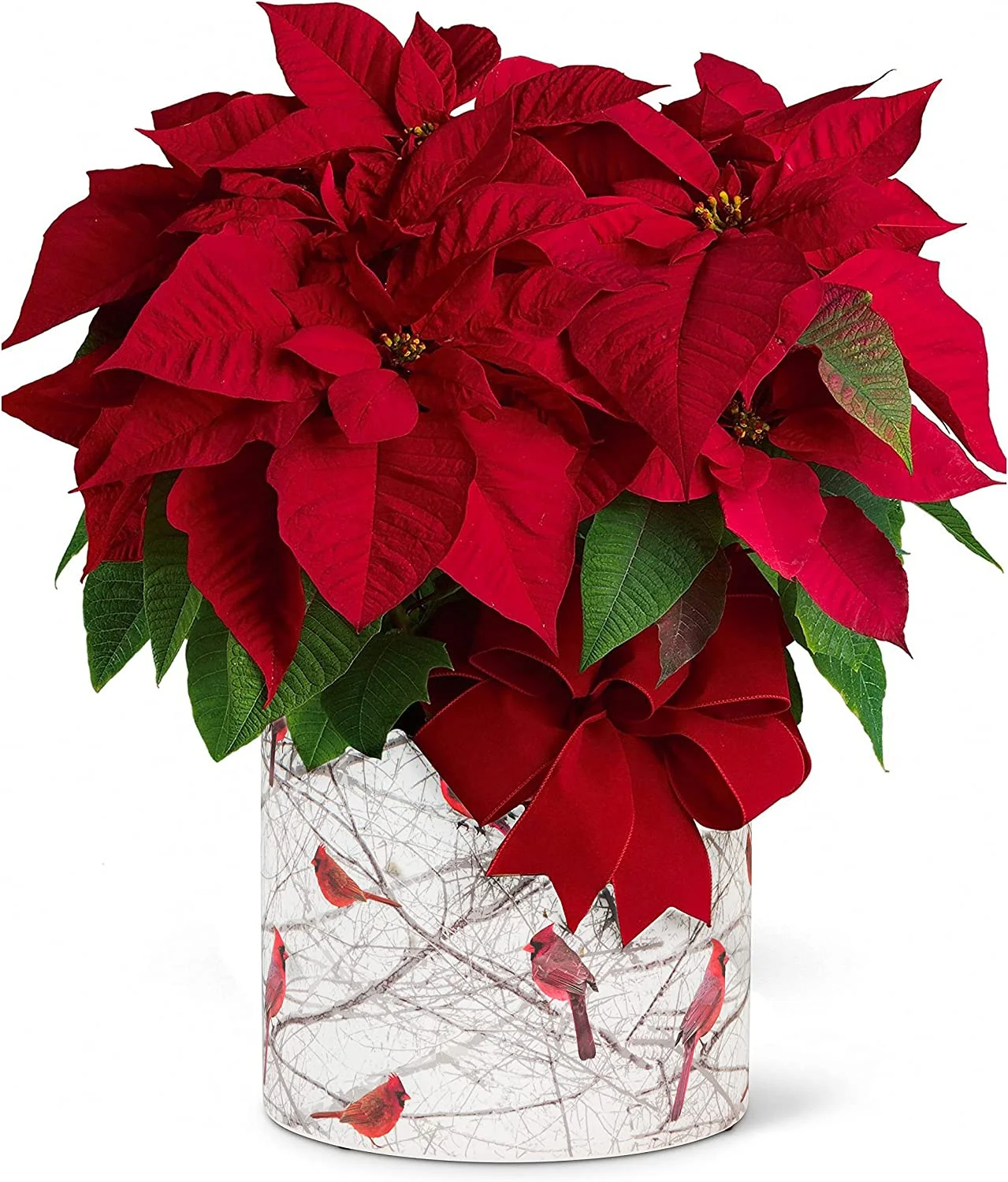 Large Cardinals in Bush Planter