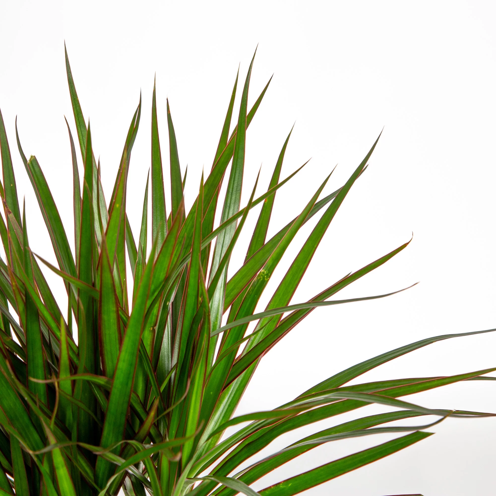 Expert Gardener Live Indoor 18in. Tall Multicolor Marginata Plant, Indirect Sunlight, in 7in. Grower Pot