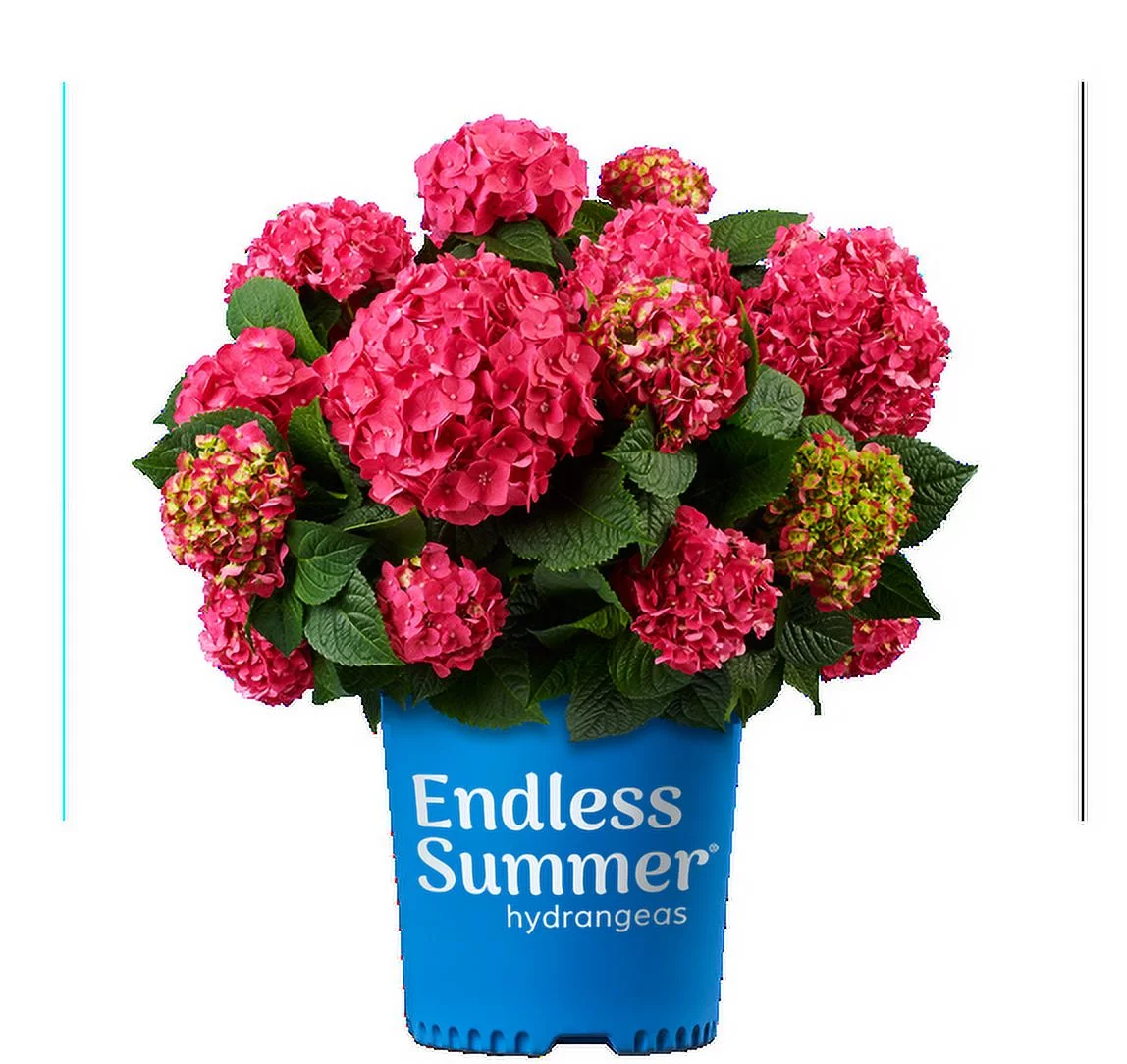 Endless Summer 2 gal Hydrangea Summer Crush Live Shrubs