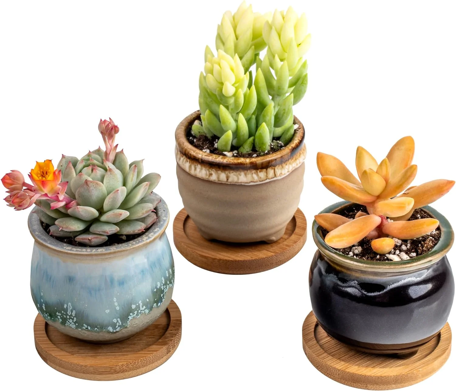 Succulent 3 Pack | Well Rooted Real Succulents Planted in 2 inch Ceramic Pots | Assorted Small Plants for DIY, Home Outdoor/Indoor Wedding or Birthday Gift