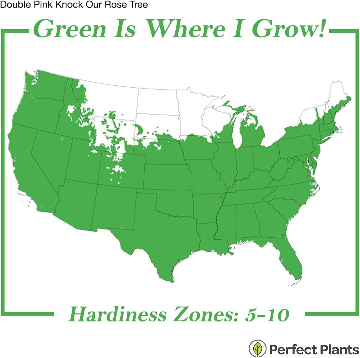 HYUN Double Pink Knock Out Rose Tree | Unique Topiary | Eye Catching Bright Pink Blooms