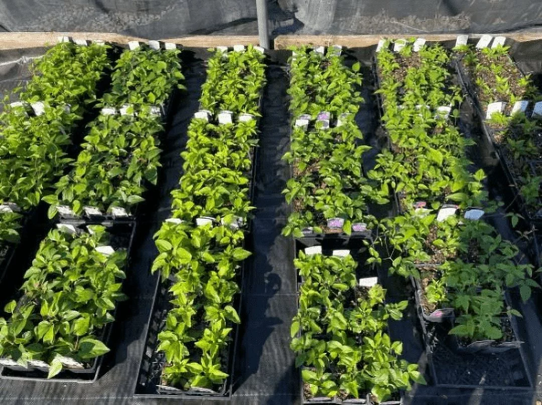 Clematis 'Purpurea Plena Elegans' in a 4