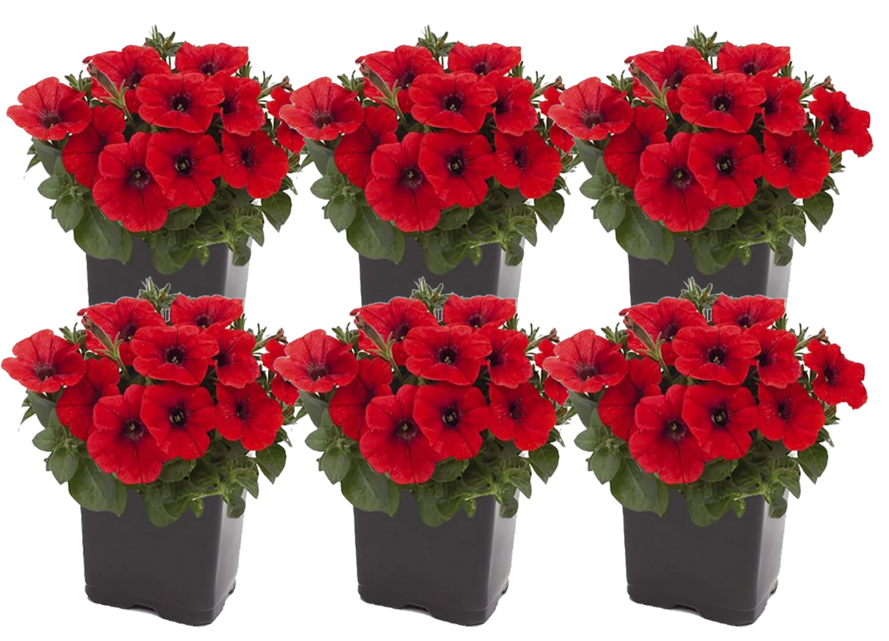 7in. Tall Red Petunia; Full Sun Outdoors Plant in 3.5in. Grower Pot, 6-Pack