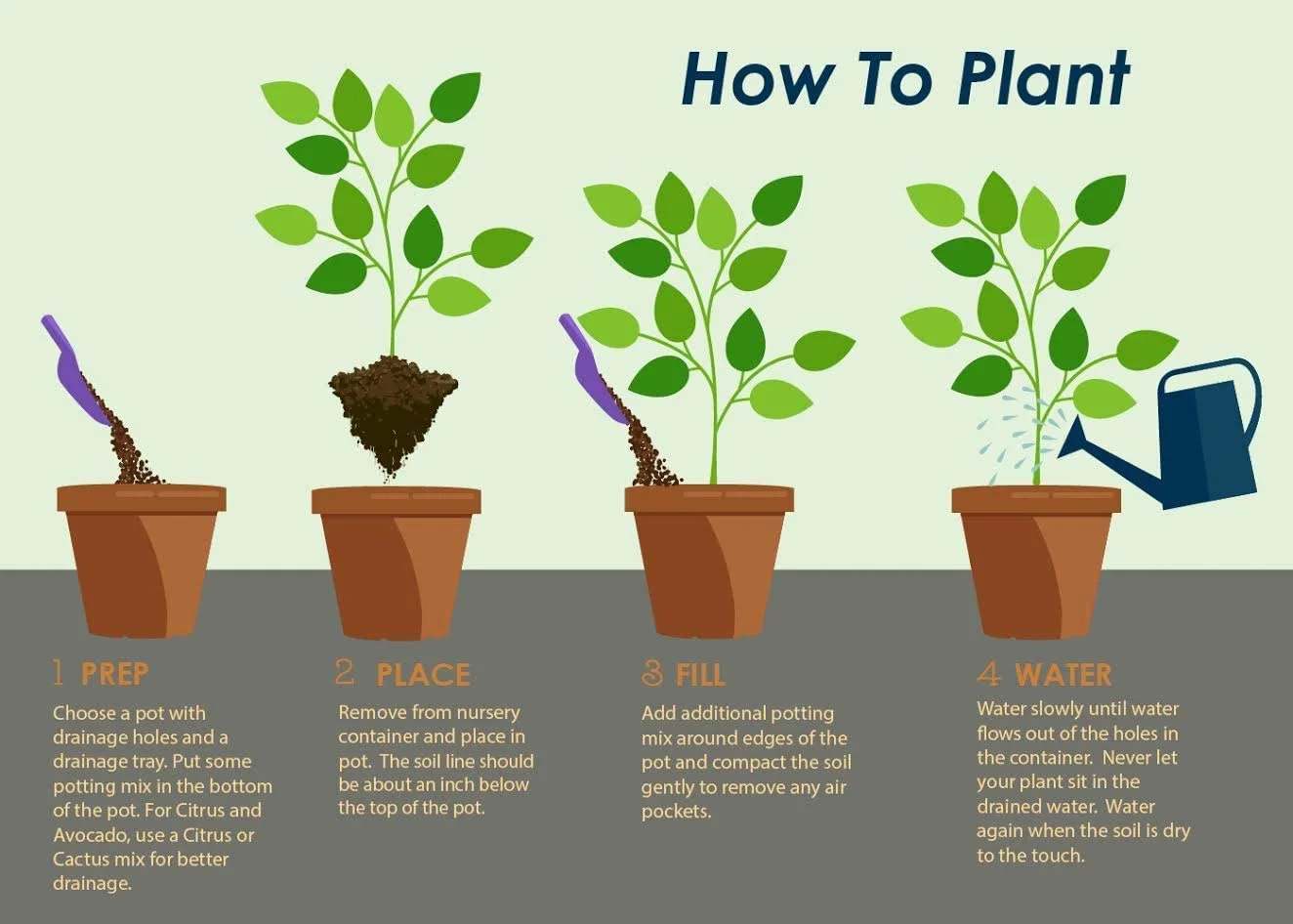 Brighter Blooms - Autumn Royalty Encore Azalea, 1 Gal. - No Shipping To AZ