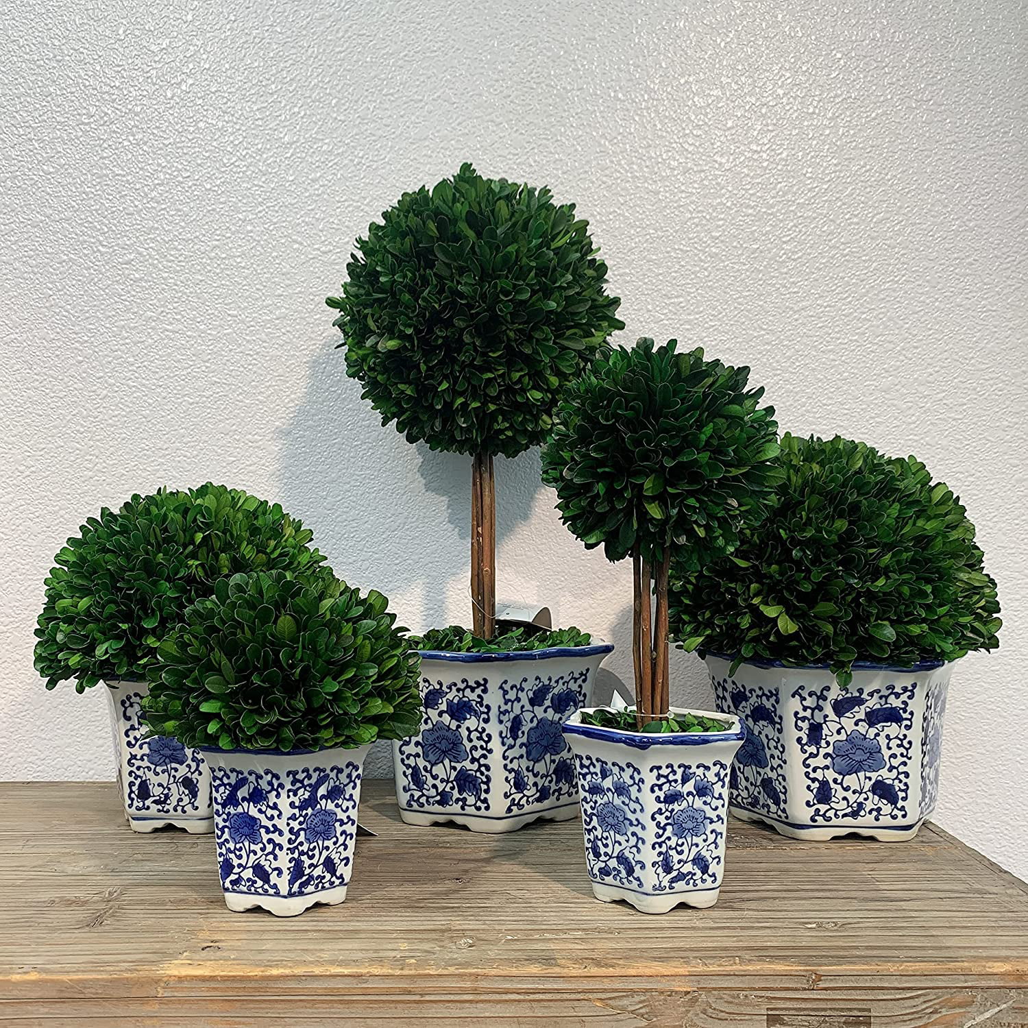 Naturally Preserved Real Boxwood In Hand-Painted Blue & White China Planter Green Indoor Plant Home Decor (Small  Tall Topiary)