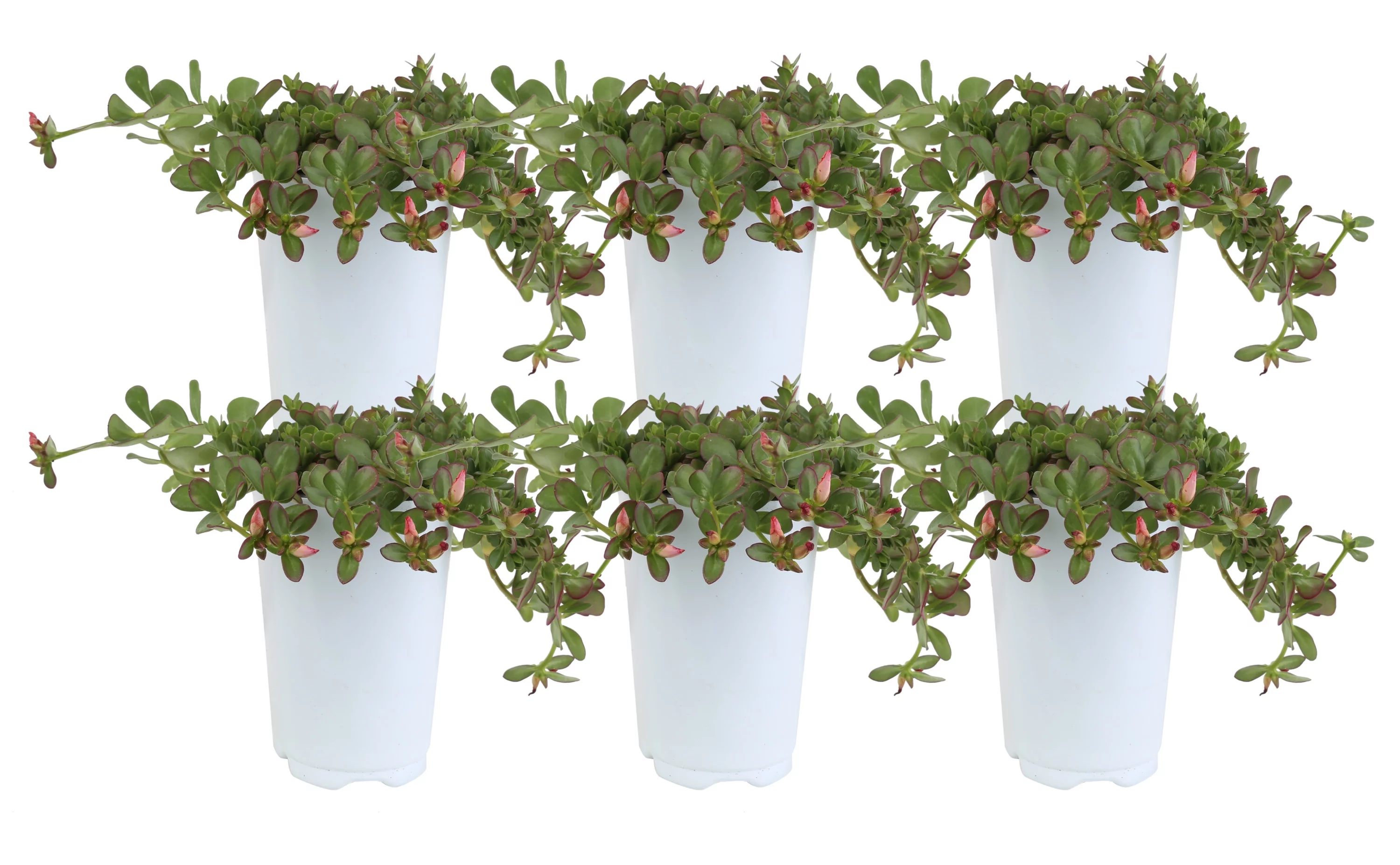 6in. Tall Pink Purslane; Partial Shade Outdoors Plant in 4.5in. Grower Pot, 6-Pack