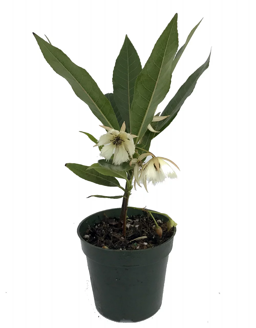 Lily of the Valley Dancing Fairy Tree - Elaeocarpus - Indoors/Out - 4