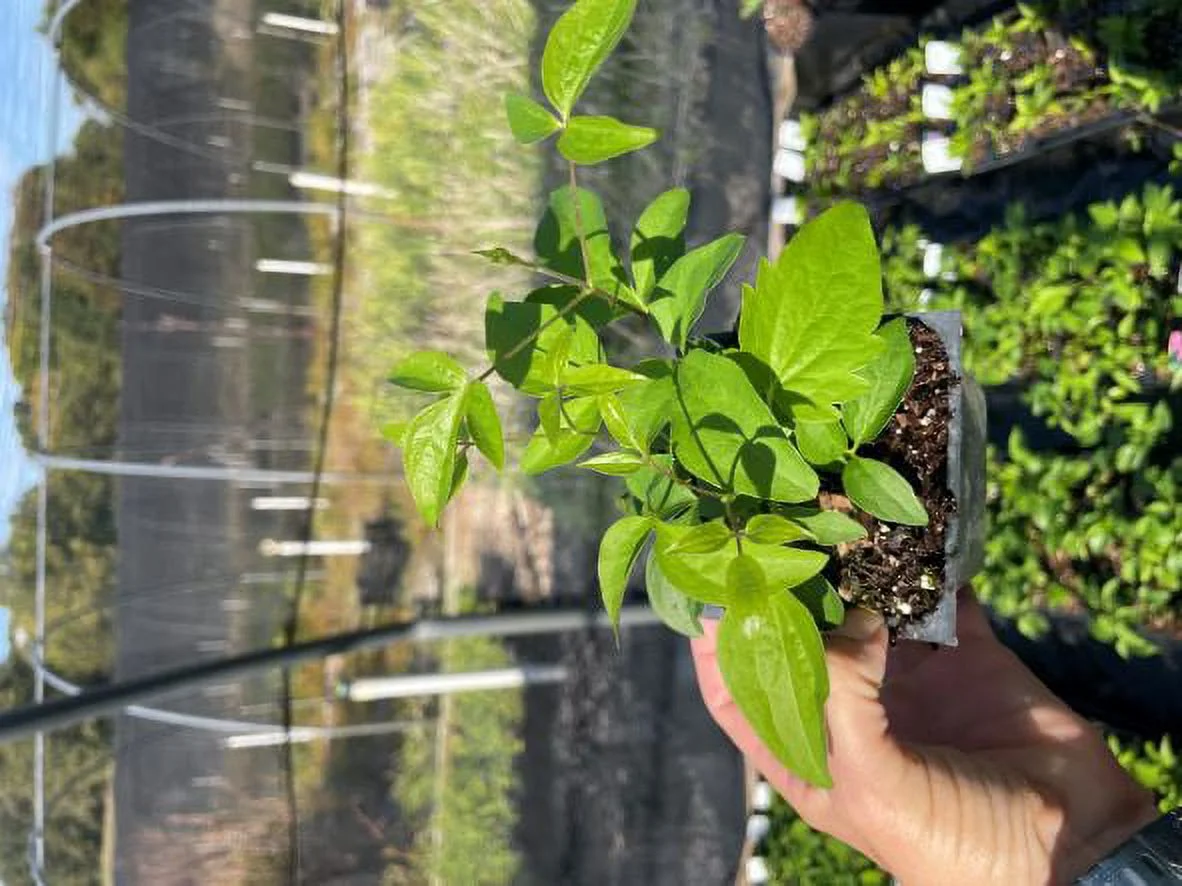 Clematis 'Henryi' in a 4