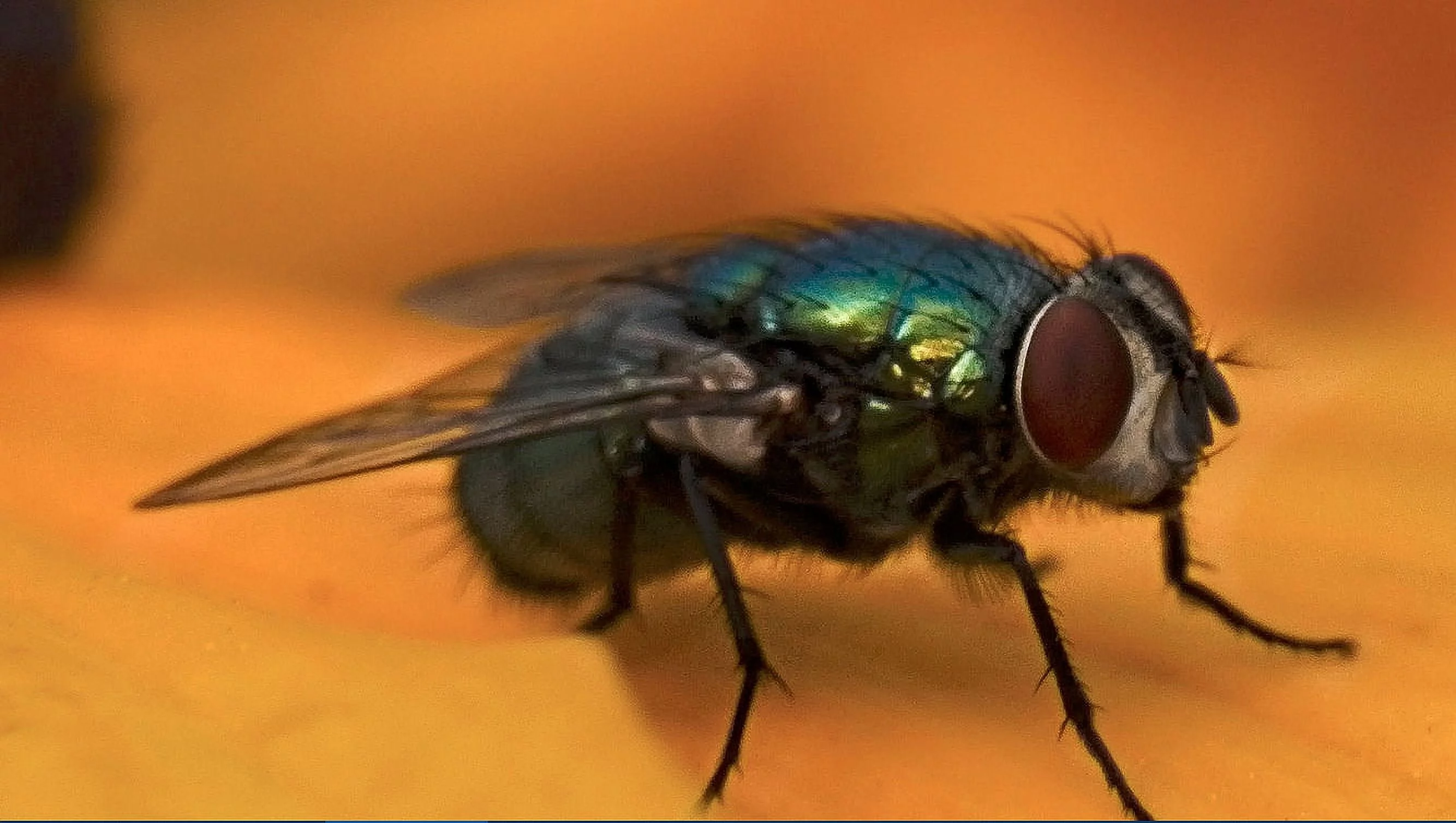 Canon PowerShot SX740 HS 10x High Definition Multi-Element Close-Up (Macro) Lens (Includes Lens Adapter)