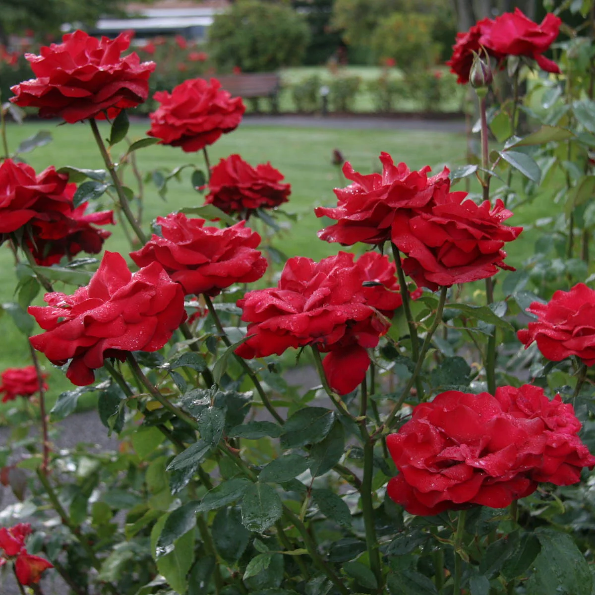 Let Freedom Ring Dormant Bare Root Hybrid Tea Rose, 1-Pack