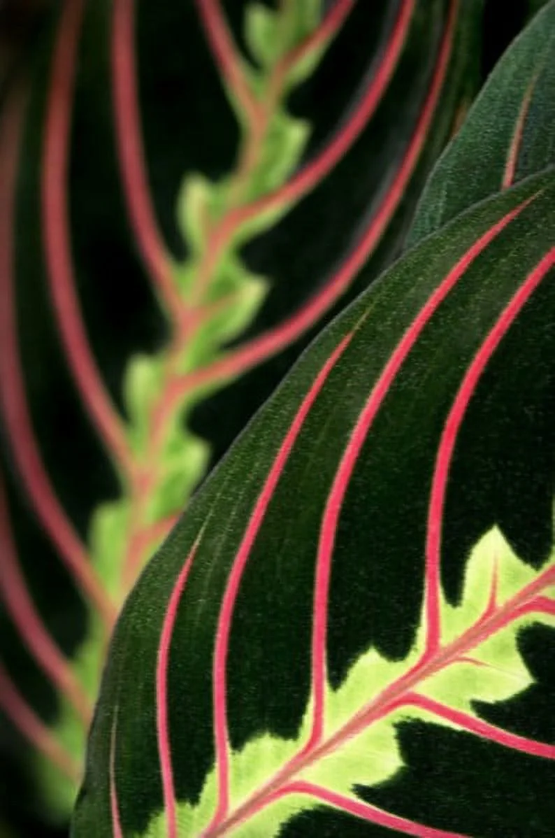 Red Prayer Plant - Maranta - Easy to Grow House Plant - 6