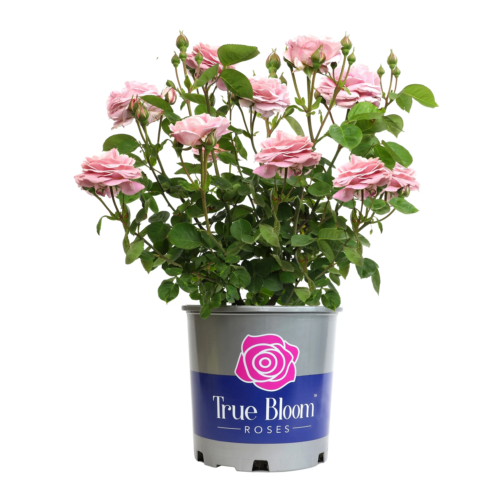 'True Perfume' PP28929 Pink Rose Bush | 8qt. Grow Pot | Full Sun | True Bloom by Altman Plants