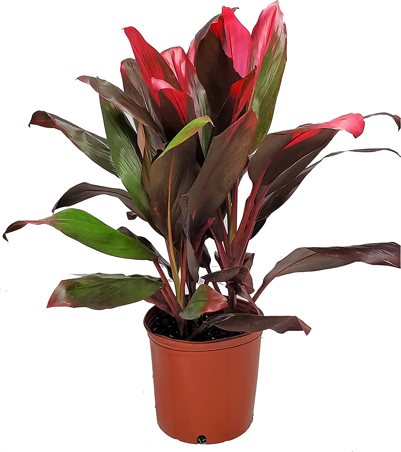 Tropical Plants of Florida 26