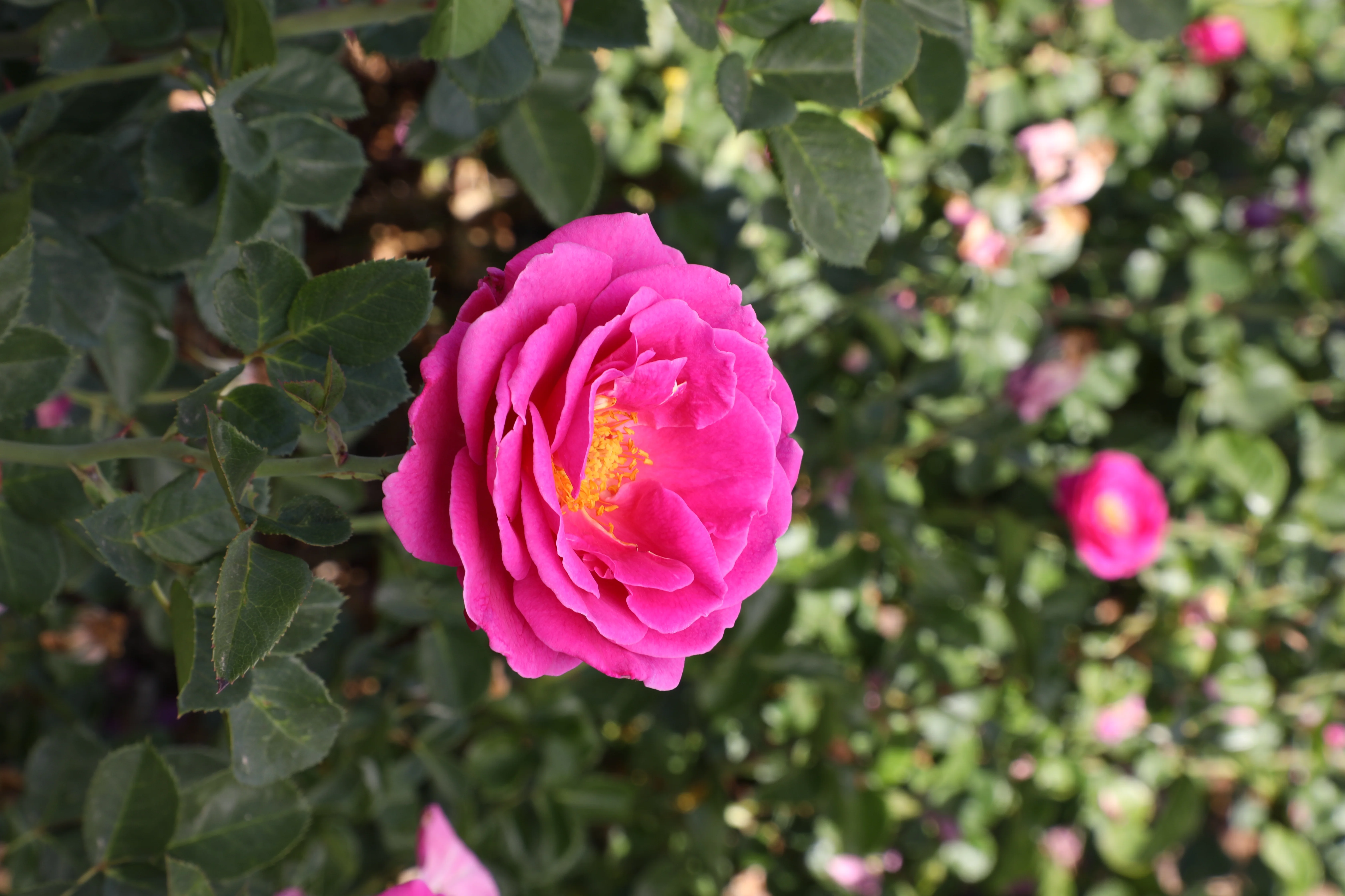 True Bloom by Altman Plants 8QT True Gratitude Pink Rose Live Plant