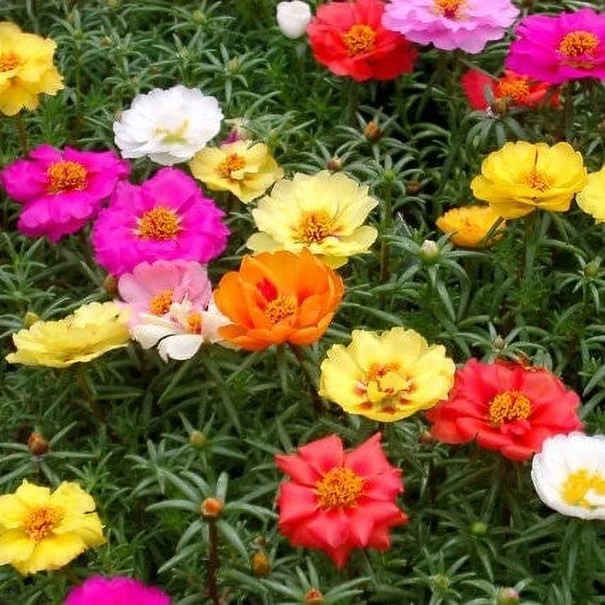Moss Rose Seeds - Double Mix - 1/4 Pound - Pink/Red/Yellow Flower Seeds,  Open Pollinated Seed  Attracts Bees, Attracts Butterflies, Attracts Pollinators, Easy to Grow & Maintain, Container Garden
