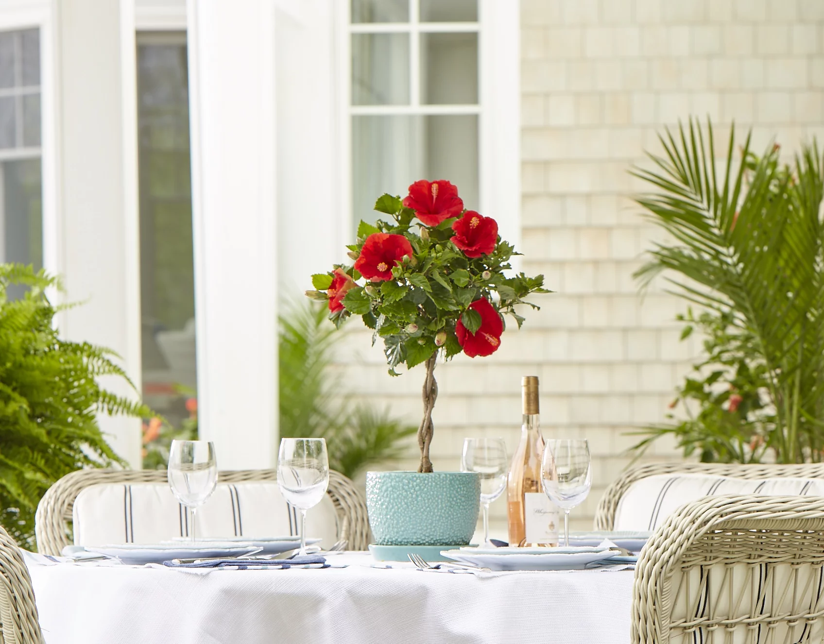 Island Blooms Live Indoor 15in. Tall Hibiscus Braid Plant in 6in. Grower's Pot