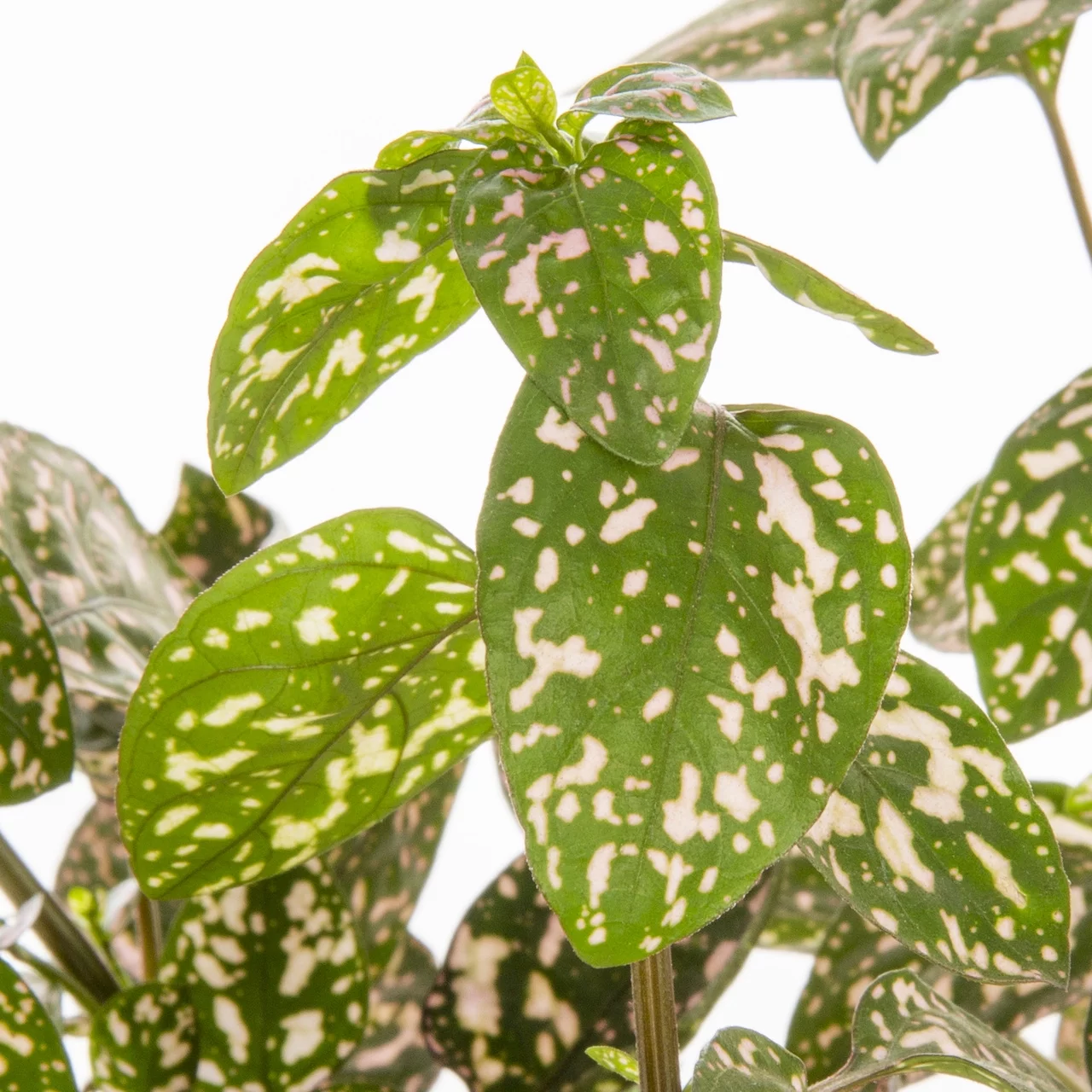 Expert Gardener PT Multicolor Mix Hypoestes Live Plant Grower Pot Sun (6 Pack)