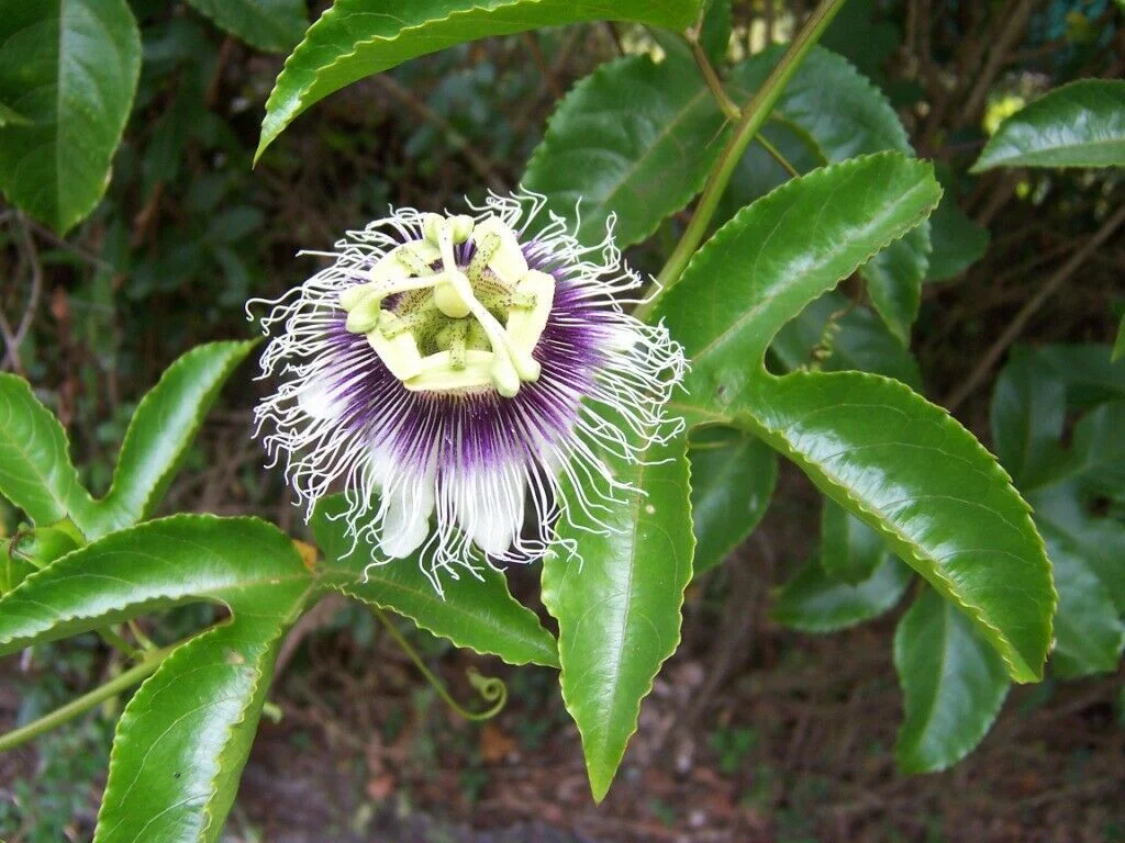 Passionflower Vine 