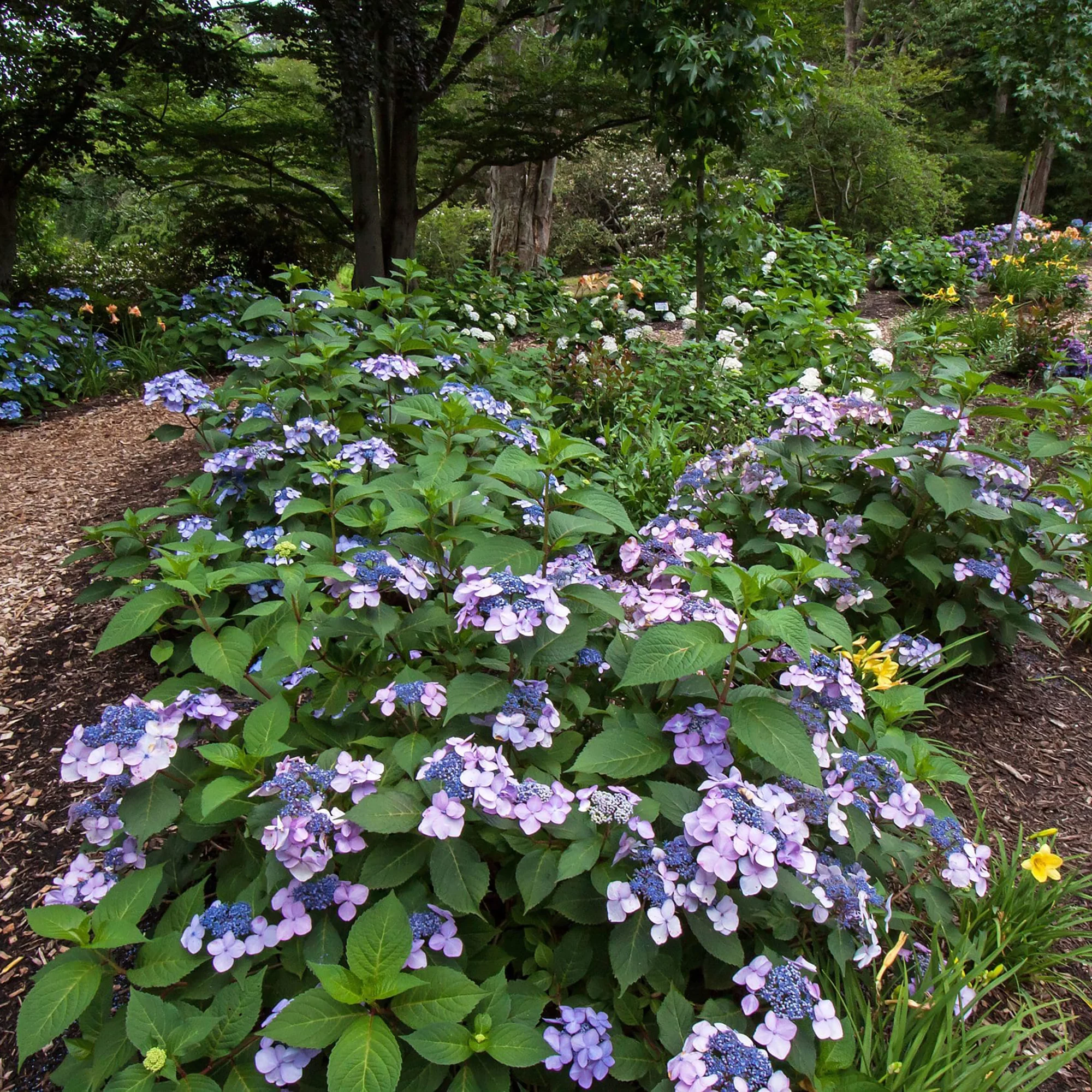 Endless Summer Twist-n-Shout Hydrangea Live Shrub (2 Gallon)