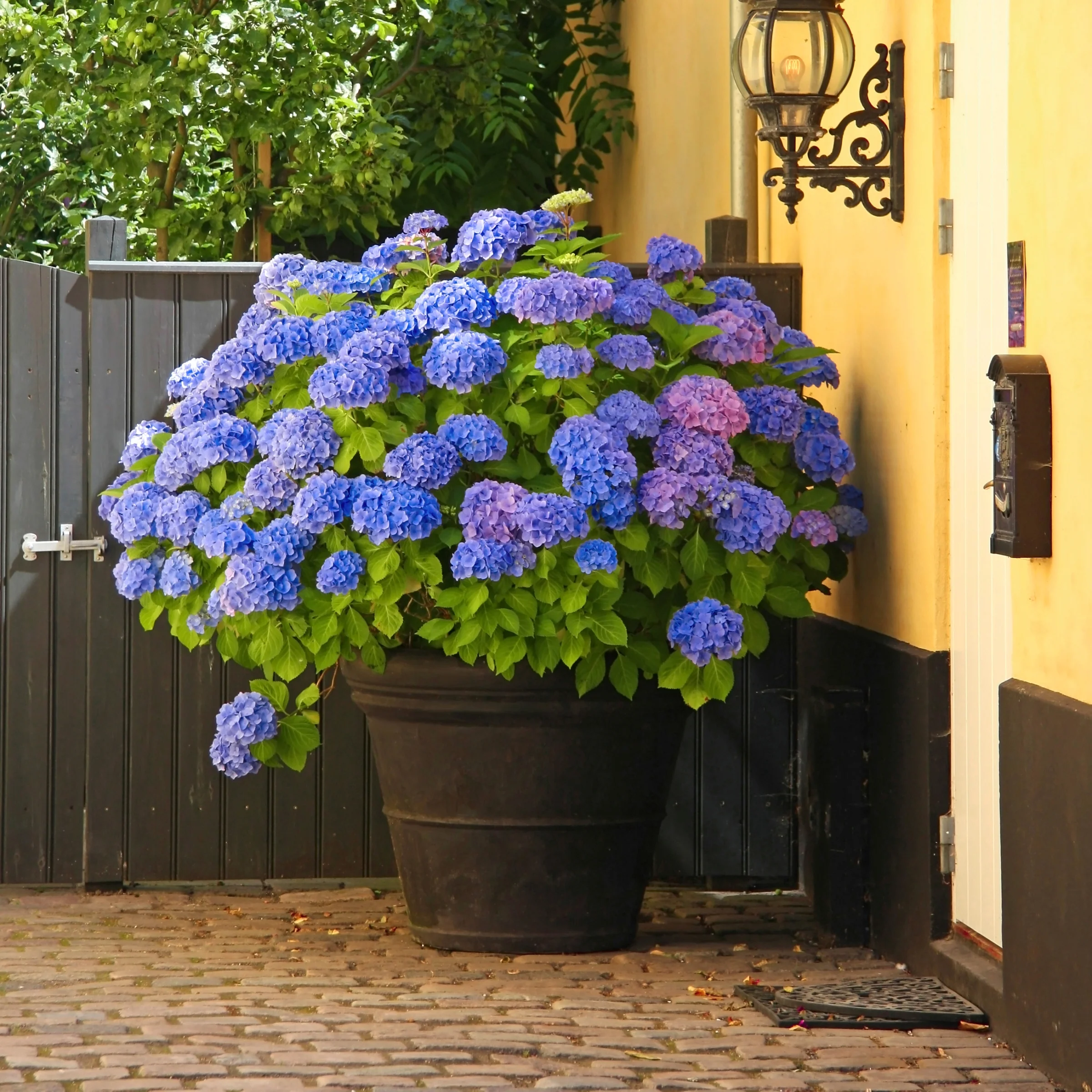 2 gal. Hydrangea Nikko Blue Shrub with Blue Flowers