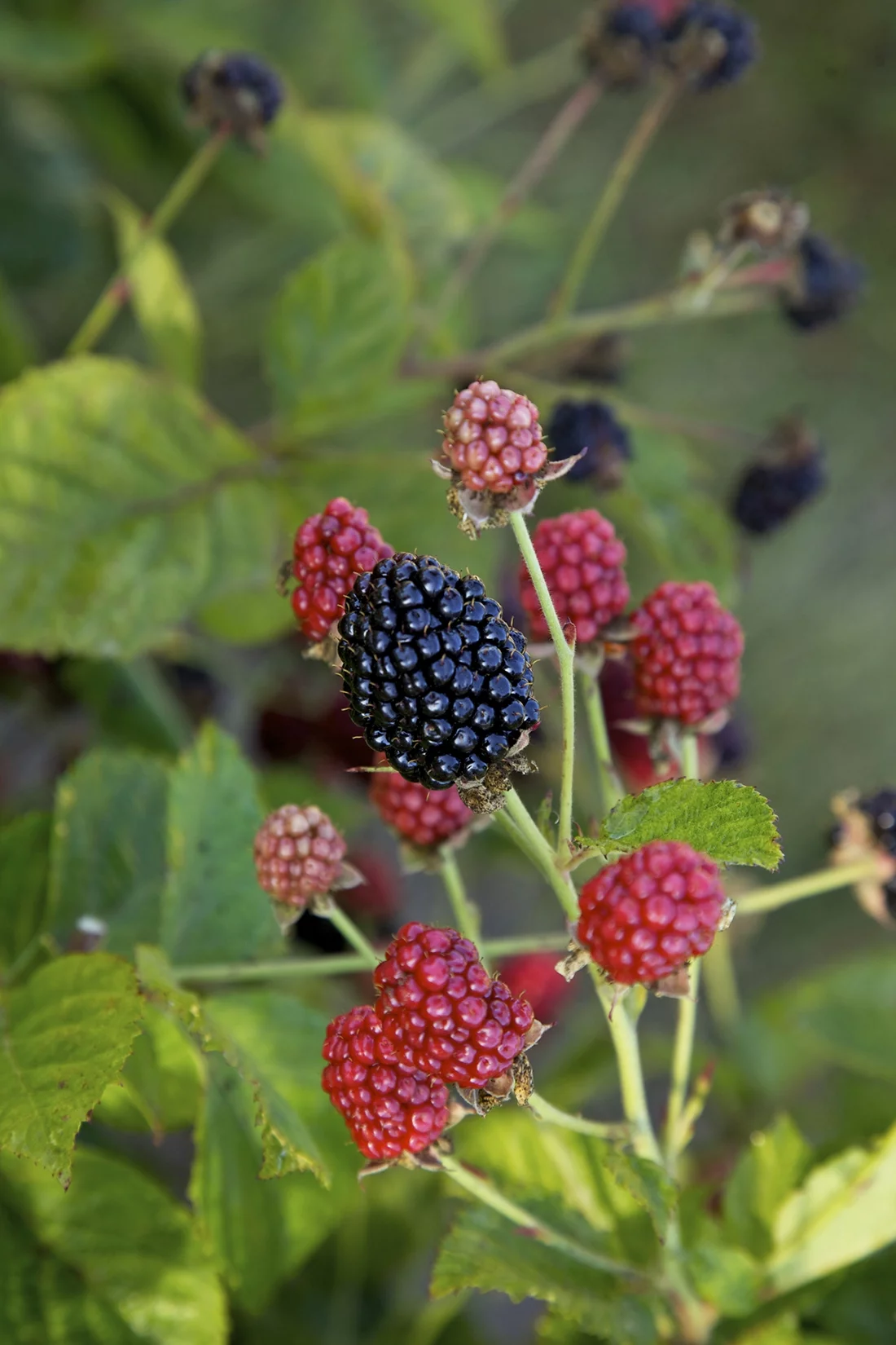 5.5 in Bushel and Berry® Baby Cakes® Blackberry Live Shrub with Full Sun-1 Piece