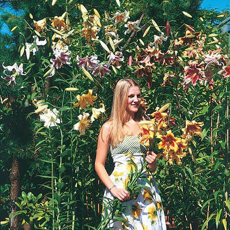 Giant Hybrid Lily Mixture Dormant Summer Flowering Bulbs (5-Pack)