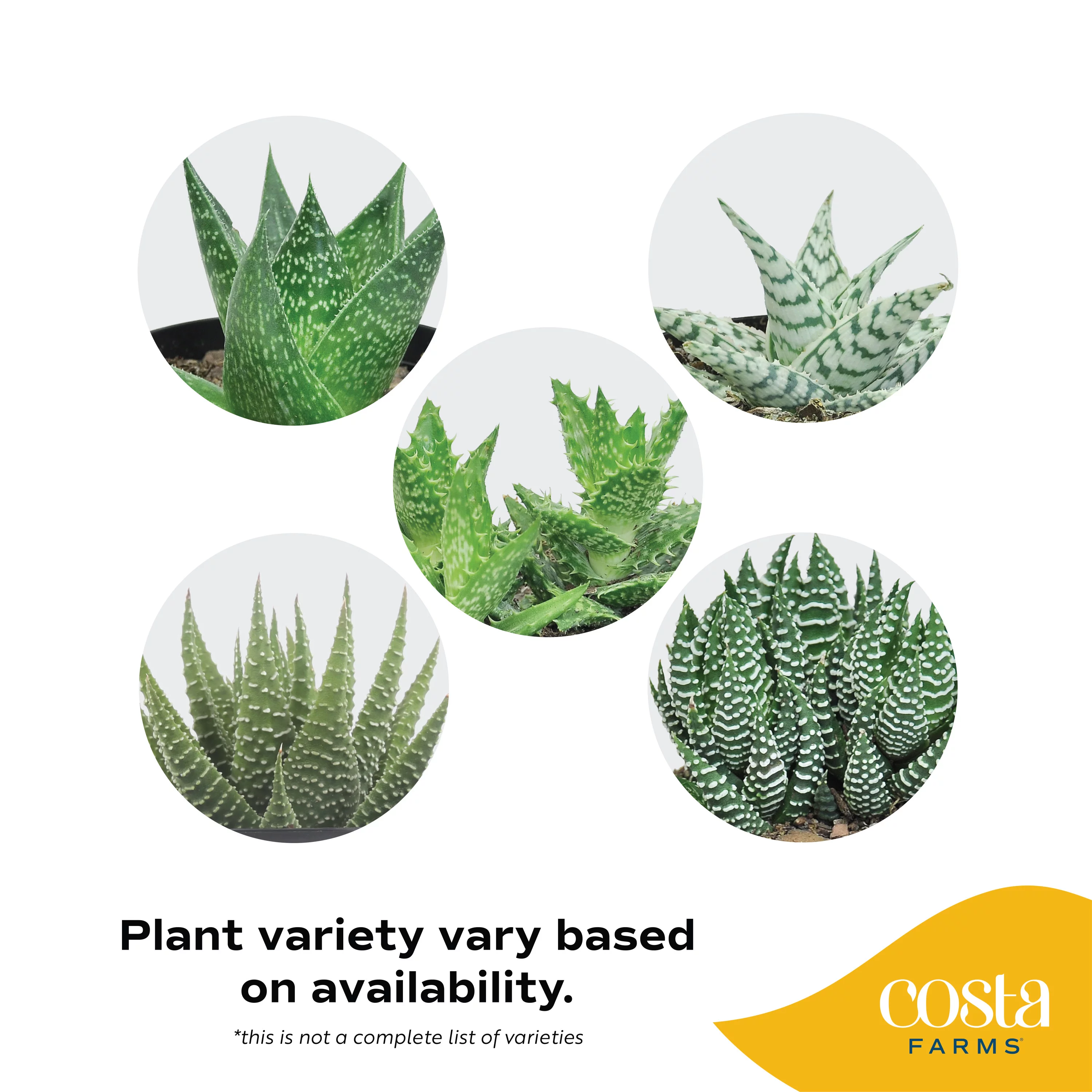 Live Indoor 6in. Tall Green Haworthia; Bright, Direct Sunlight Plant in 5in. Ceramic Planter