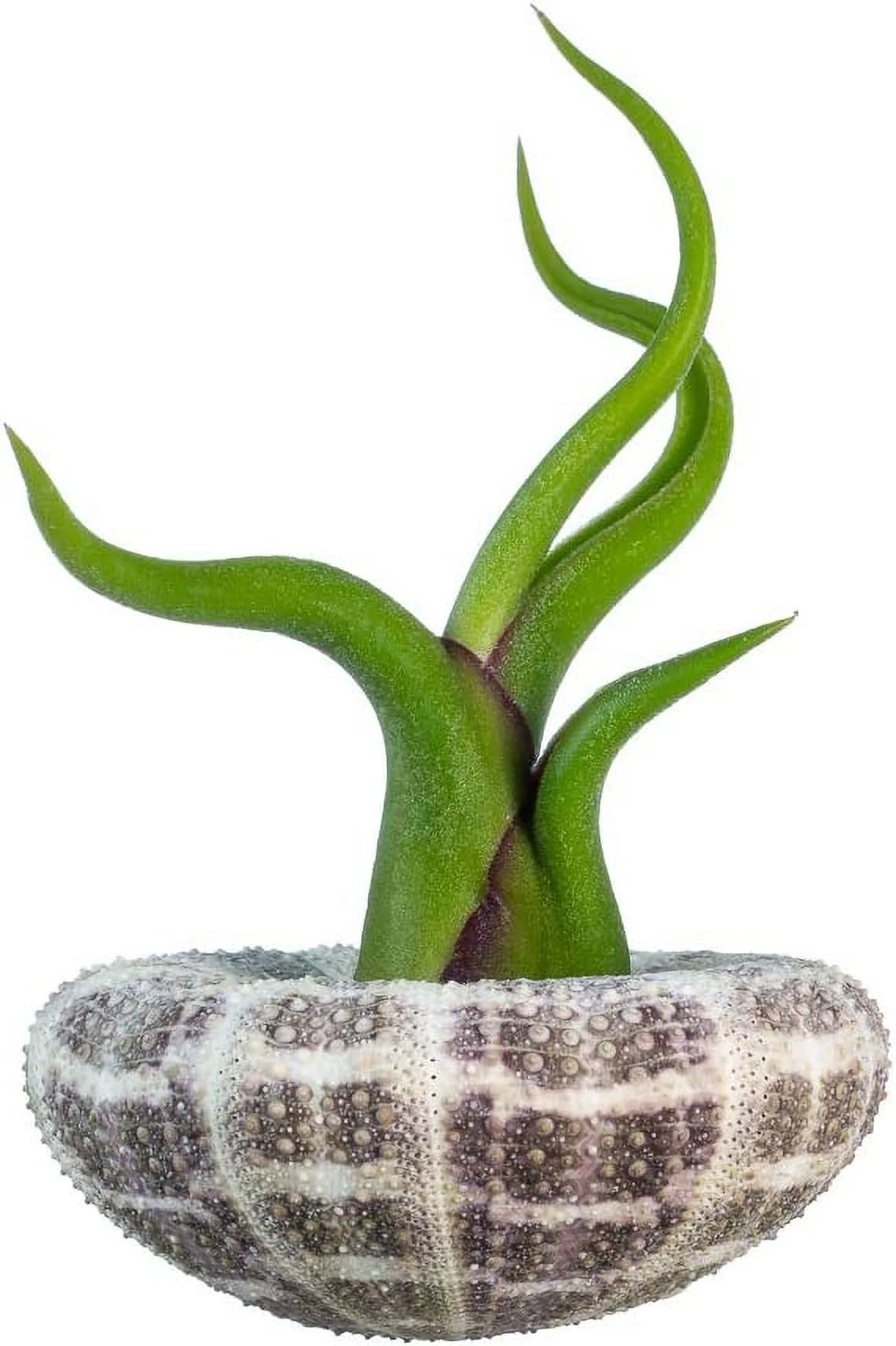 Urchin Air Plant Set | Large Alfonso Sea Urchin And Caput Tillandsia Gift Set (1 Pack)