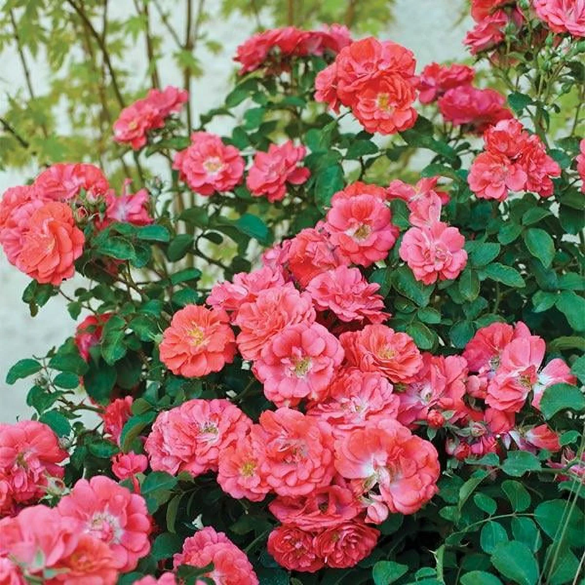 Brighter Blooms - Coral Drift Rose, 1 gal. - No Shipping To AZ