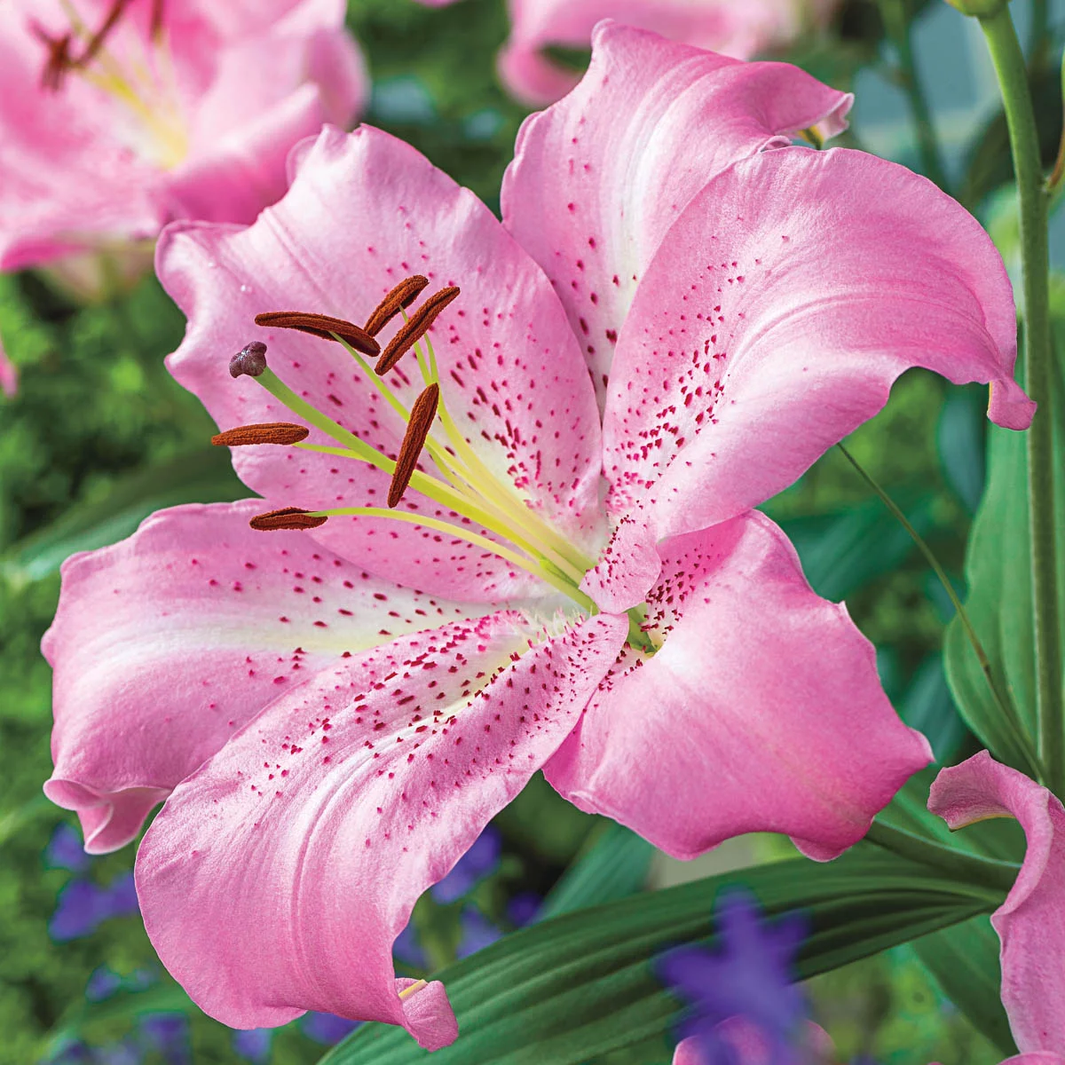 Oriental Lily Josephine Dormant Flowering Bulbs (10-Pack)