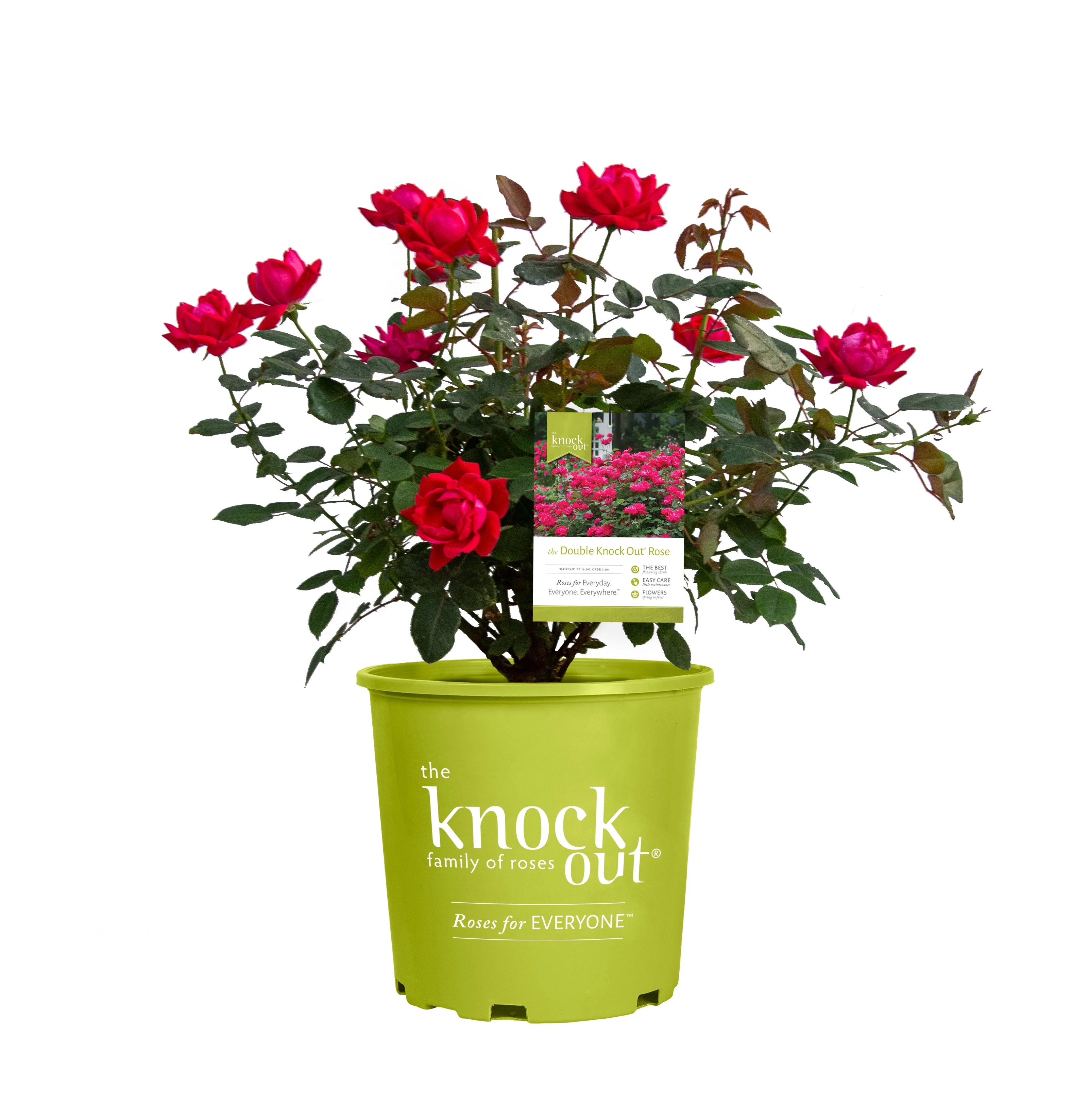 Knock Out 2 gal Rose Double Red Live Shrubs