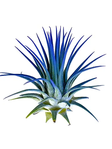 Ionantha Guatemala Tillandsia Air Plant, Guatemala Tillandsia Live Airplant, Healthy Arrival Guaranteed, Great Indoor Plant, Home Decor & Gift (Blue)