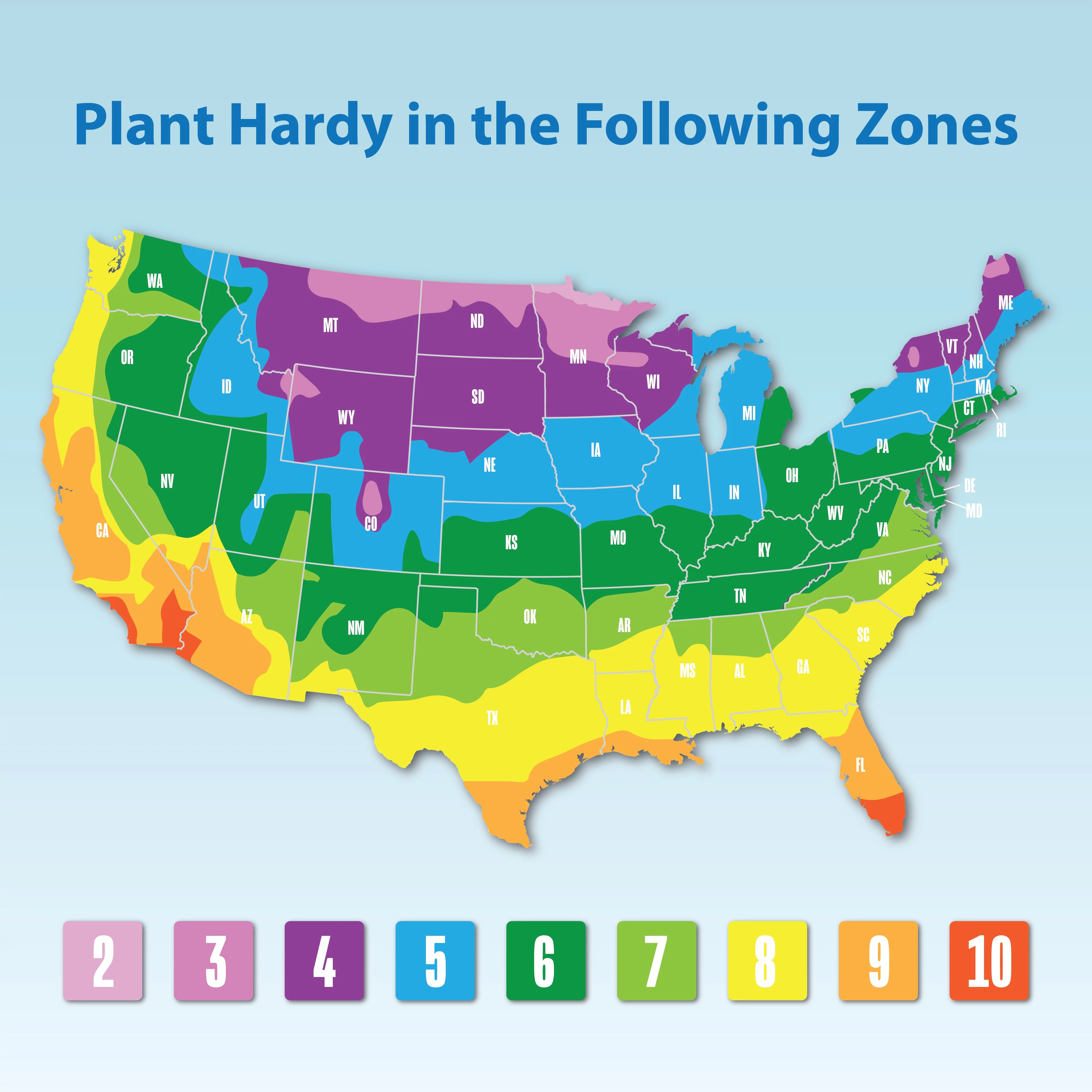 'True Perfume' PP28929 Pink Rose Bush | 8qt. Grow Pot | Full Sun | True Bloom by Altman Plants