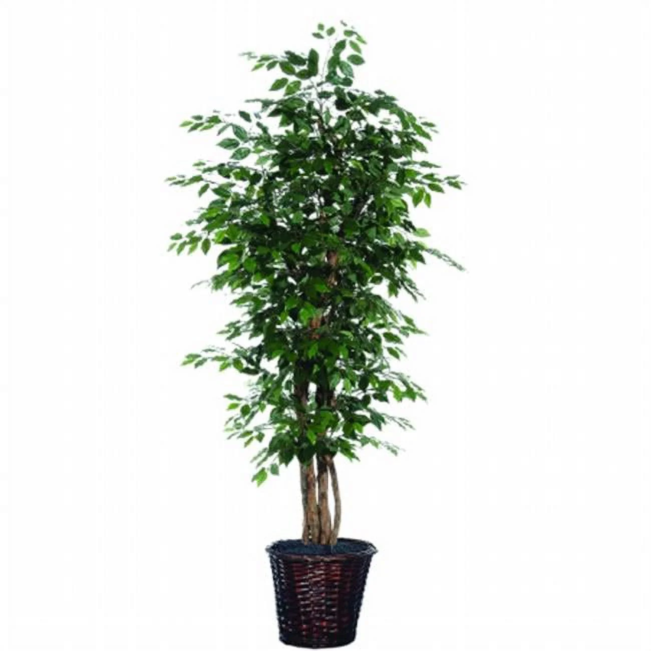 6 ft. Ficus Executive