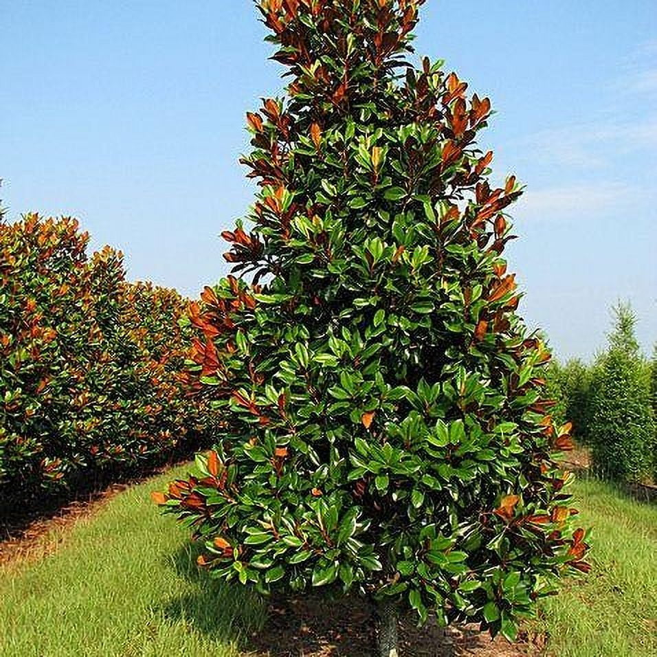 Pixies Gardens Dd Blanchard Magnolia Tree 2 Gallon