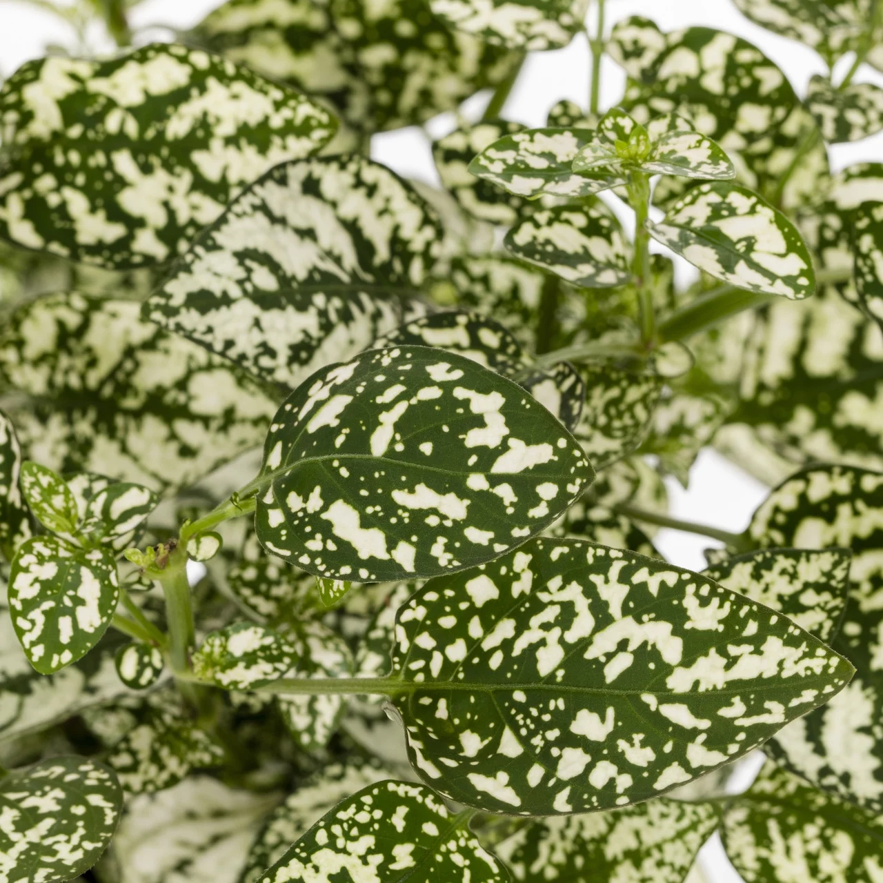 Expert Gardener PT Multicolor Mix Hypoestes Live Plant Grower Pot Sun (6 Pack)