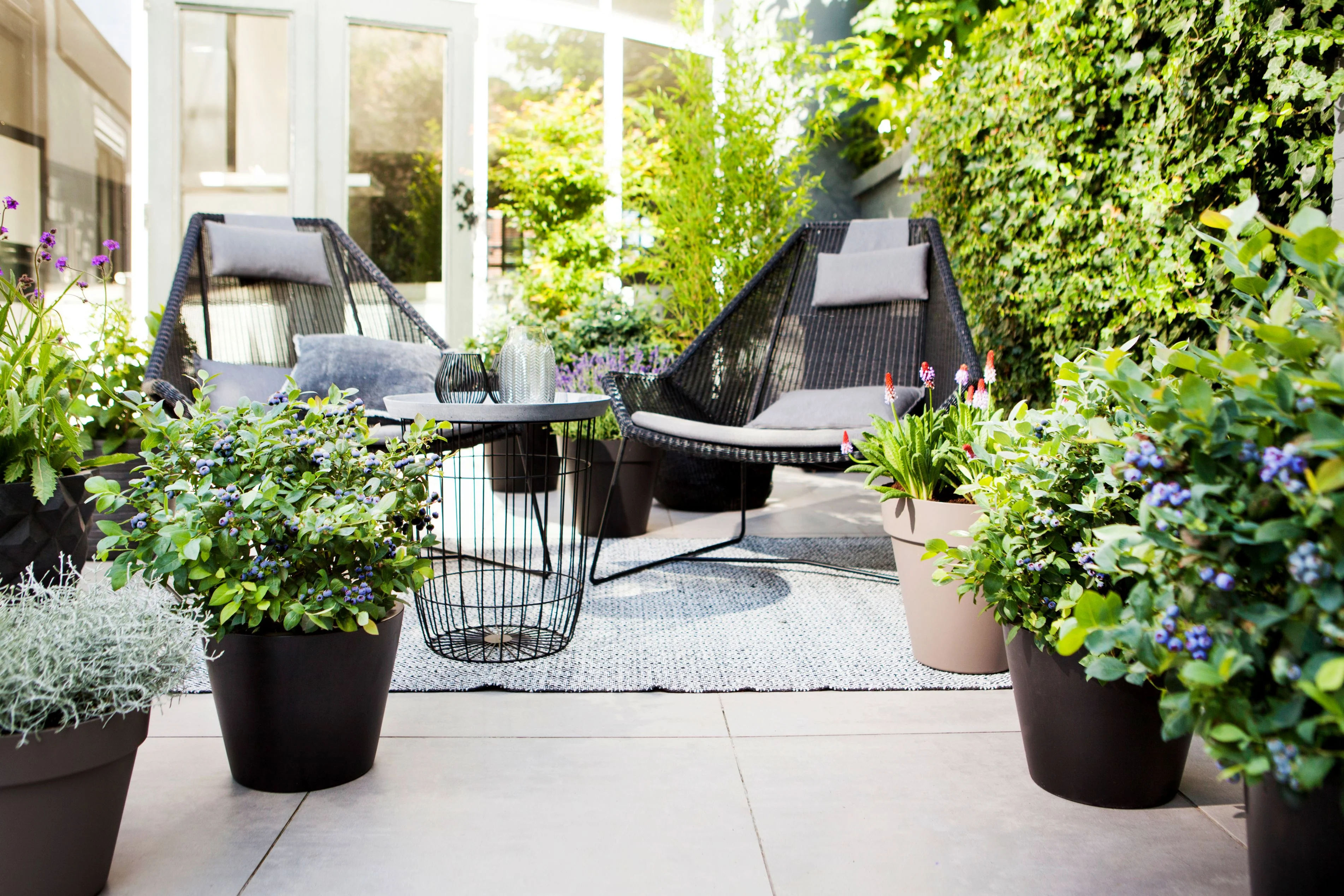 5.5 in Bushel and Berry® Baby Cakes® Blackberry Live Shrub with Full Sun-1 Piece