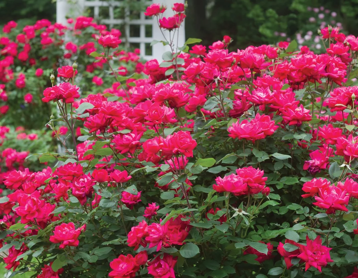 1G Double Knock Out® Rose Red Live Shrubs Full Sun