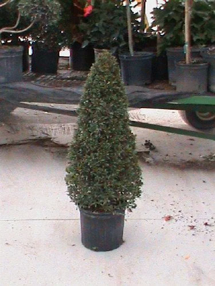 Expert Gardener Live Indoor 24in. Tall Green Eugenia Topiary Cone Plant, Indirect Sunlight, in 10in. Grower Pot