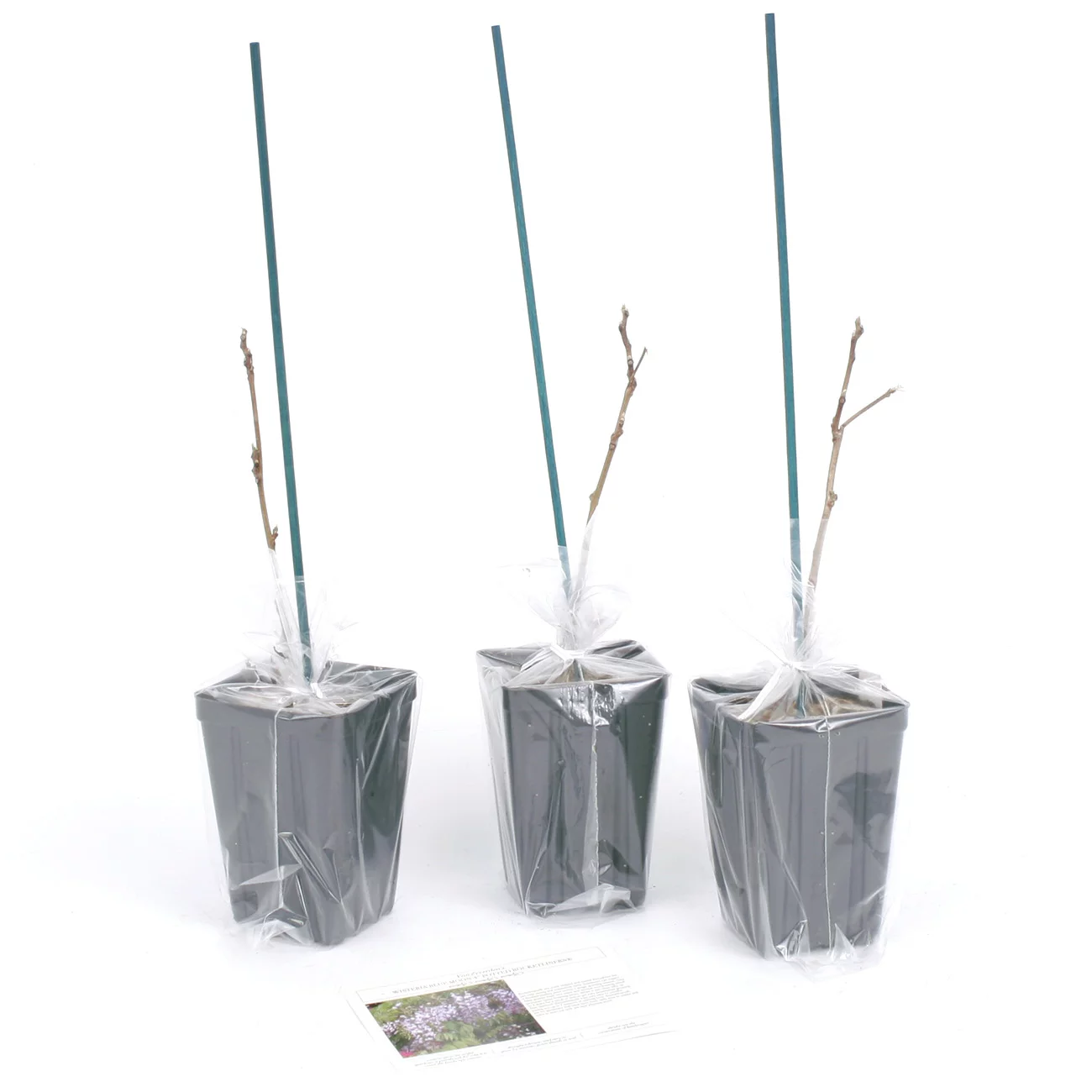 Van Zyverden Wisteria Blue Moon 4