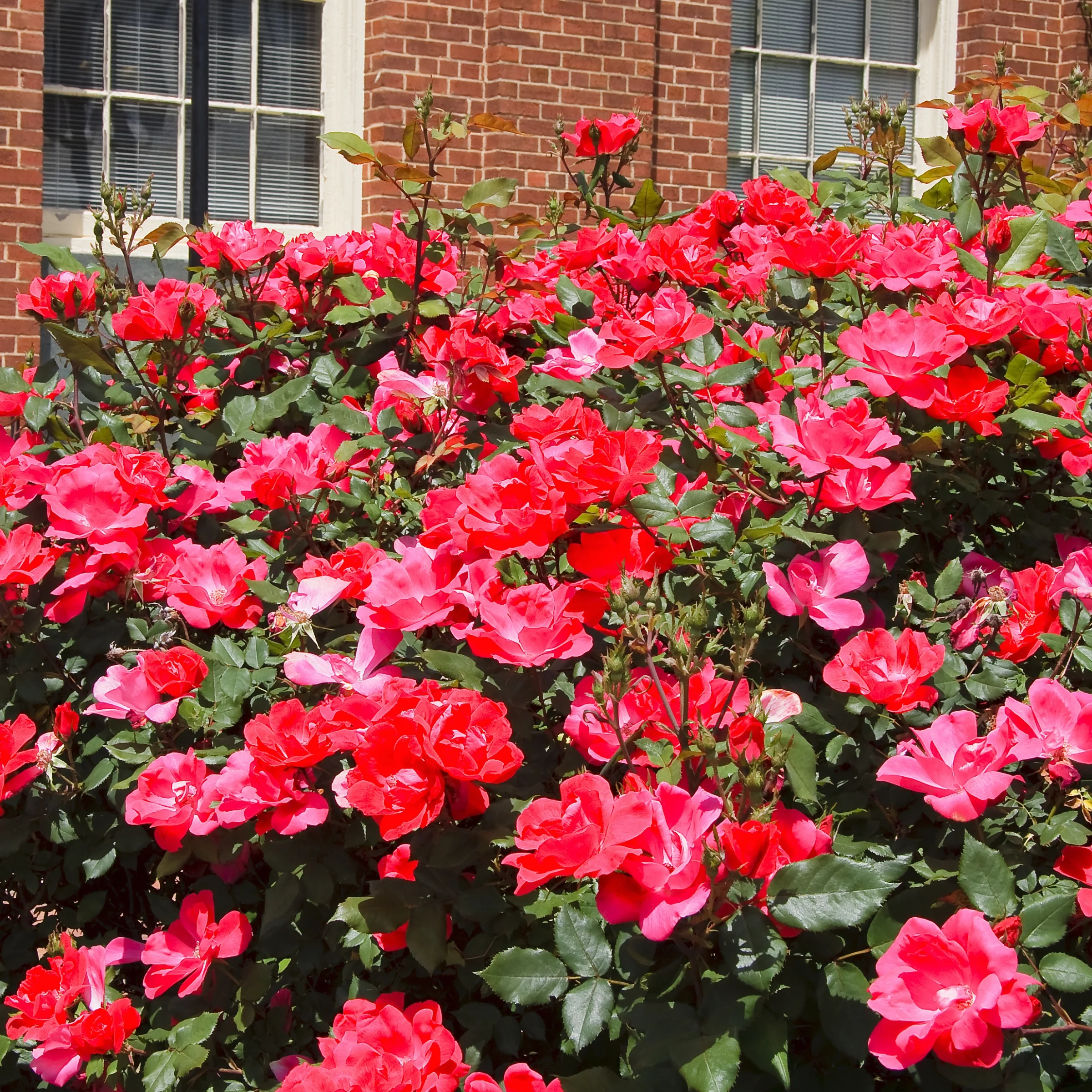 Bare Root Knock Out Rose Tree Double Red