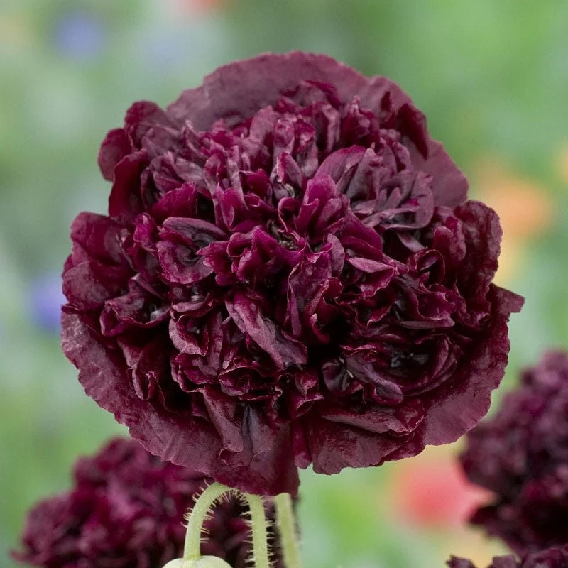 Poppy Peony Seeds - Double Mixed - Packet - Red/Pink/Purple Flower Seeds,  Open Pollinated Seed  Attracts Bees, Attracts Butterflies, Attracts Pollinators, Easy to Grow & Maintain, Container Garden