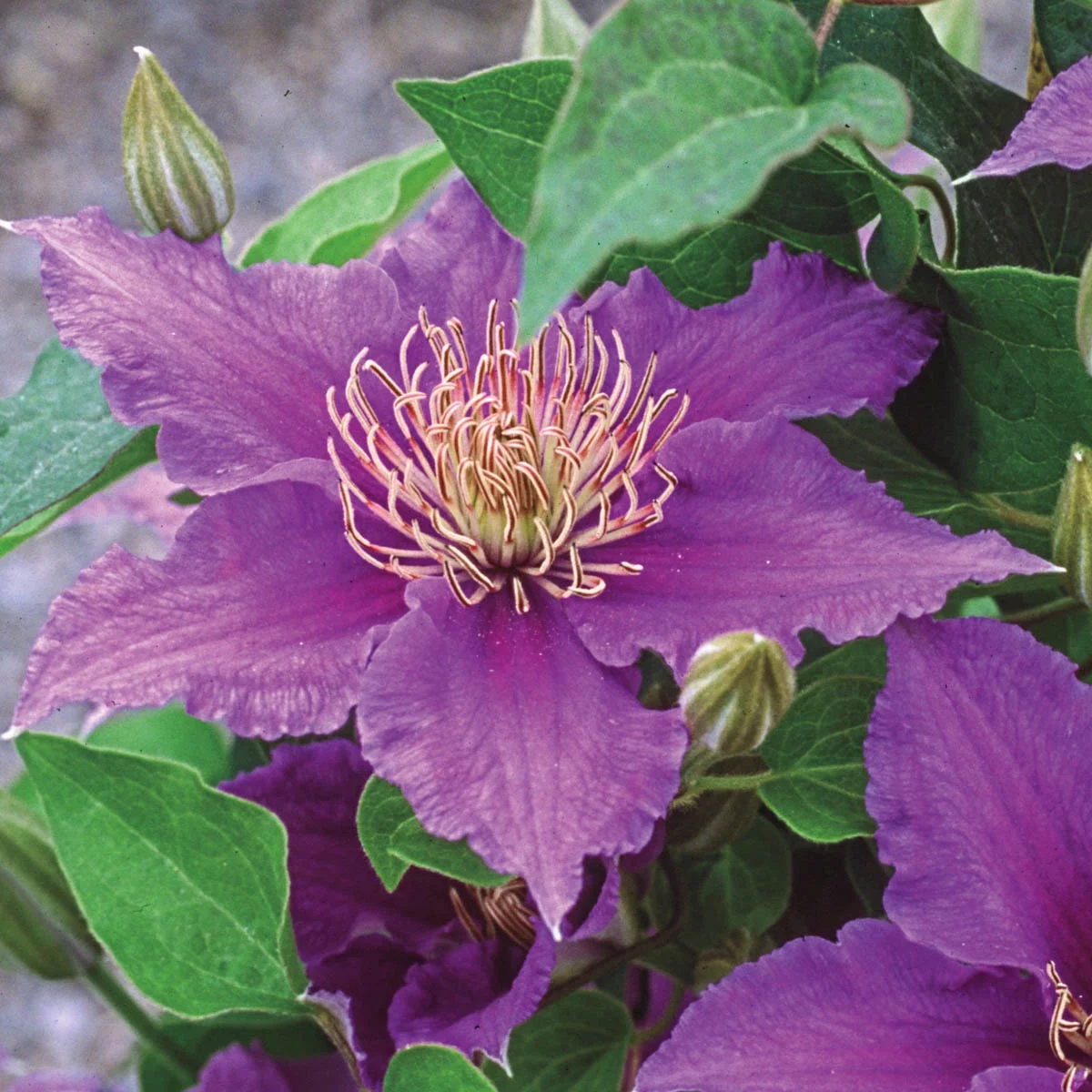 Spring Hill Nurseries Purple Flowering Bijou Clematis Vine, 4-Inch Potted Perennial Plant, 1-Pack