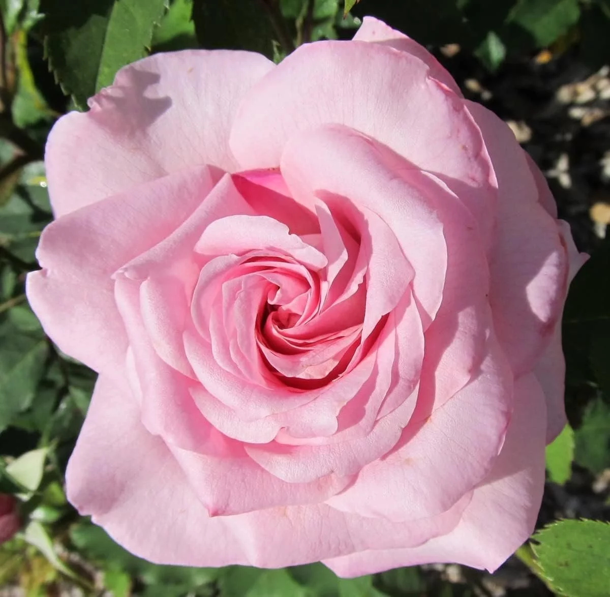 Belinda's Dream Rose Bush - Live Starter Plant in a 4 Inch Pot - Beautifully Fragrant Rose from Florida - A Versatile Beauty with a Rich Fragrance