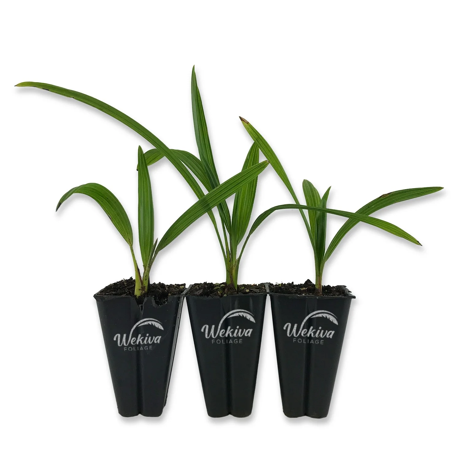 Windmill Palm - 3 Live Starter Plants in 2 Inch Pots - Trachycarpus Fortunei - Hardy Palm from Florida