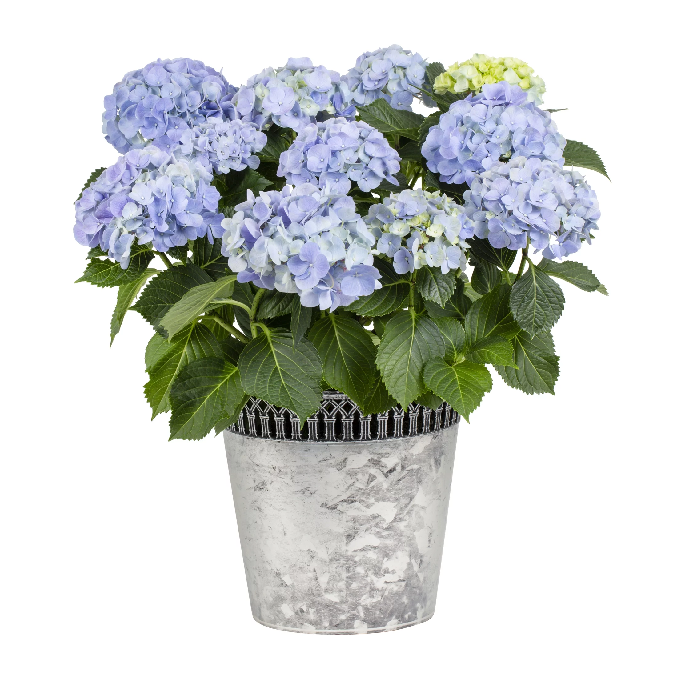 Expert Gardener Hydrangea 1.25G Blue Flowering Shrub Live Plants