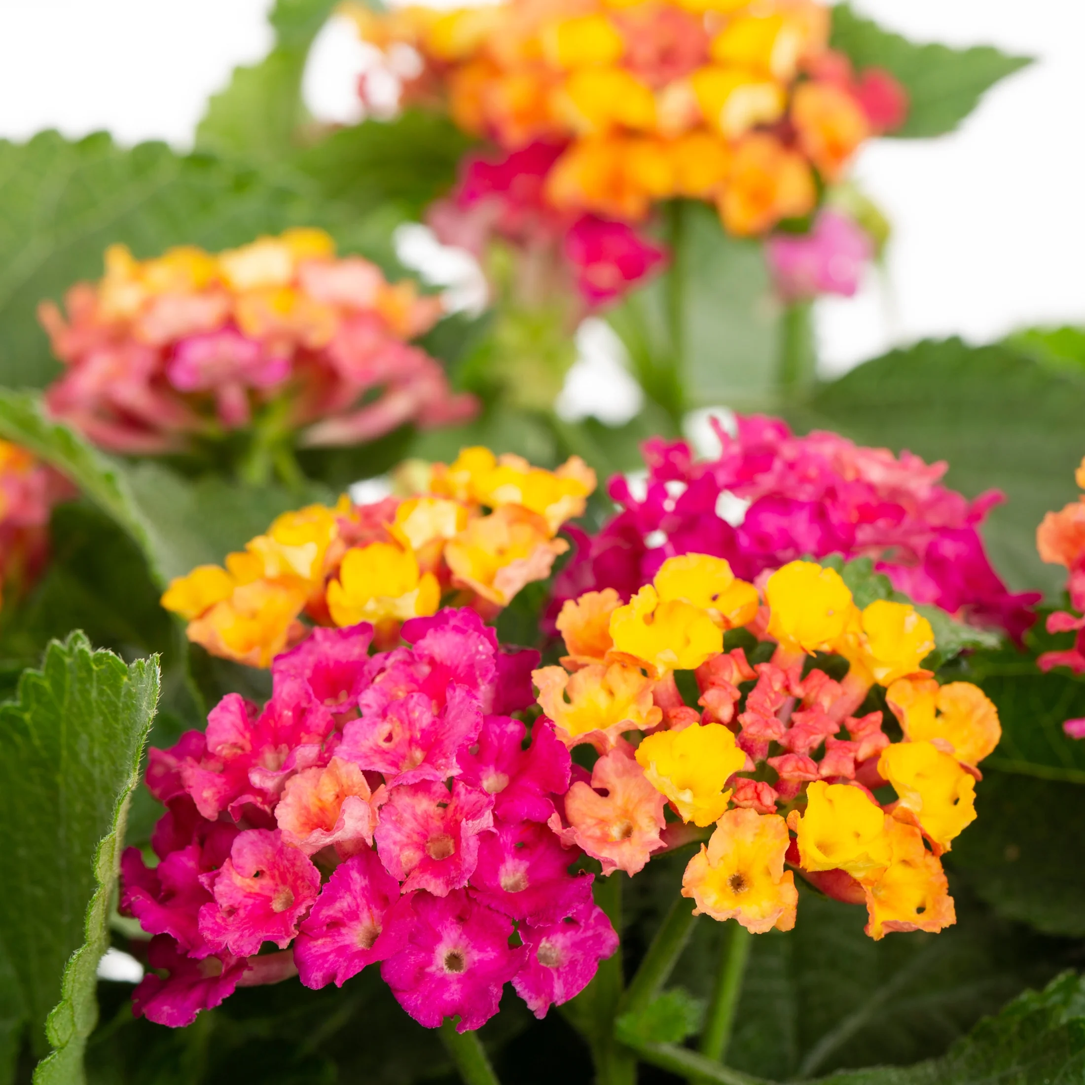 BH & G 2.5QT Multicolor Lantana Live Plants with Grower Pot