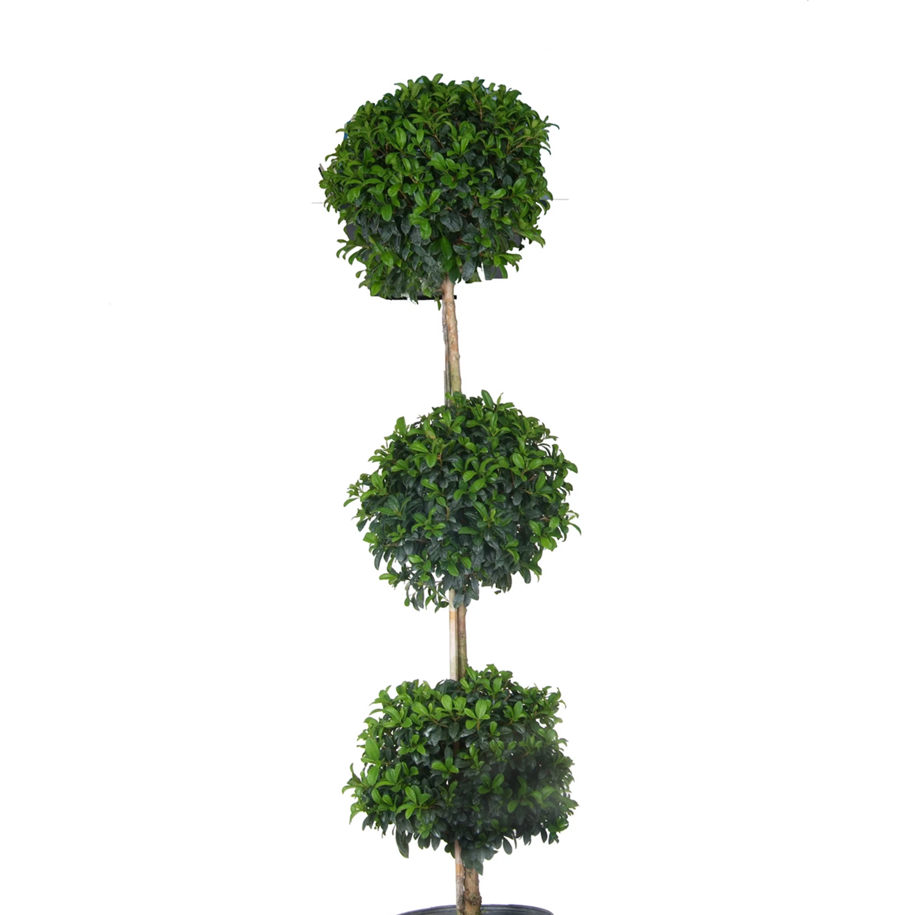 Expert Gardener Live Indoor 24in. Tall Green Eugenia Topiary 3-Ball Plant, Indirect Sunlight, in 10in. Grower Pot