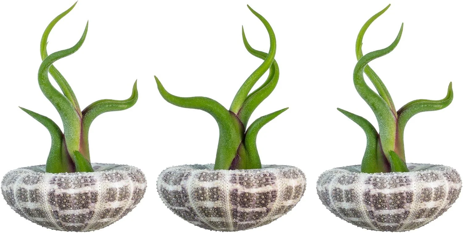 Urchin Air Plant Set | Large Alfonso Sea Urchin And Caput Tillandsia Gift Set (3 Pack)